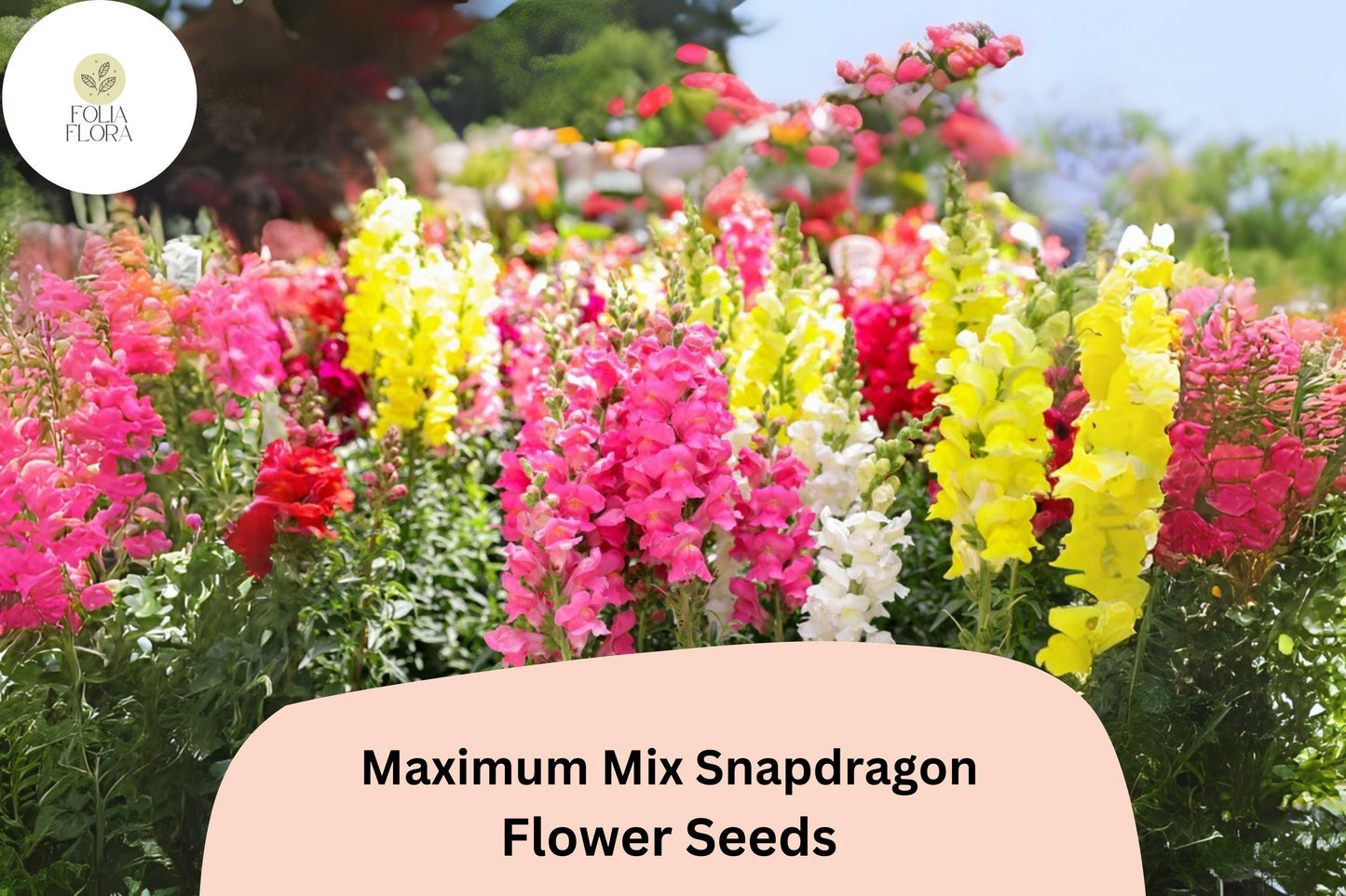Snapdragon Seeds - 1000+ Mixed Colors - Antirrhinum majus Maximum Mix - Double-Petaled Blooms for Garden & Cut Flowers