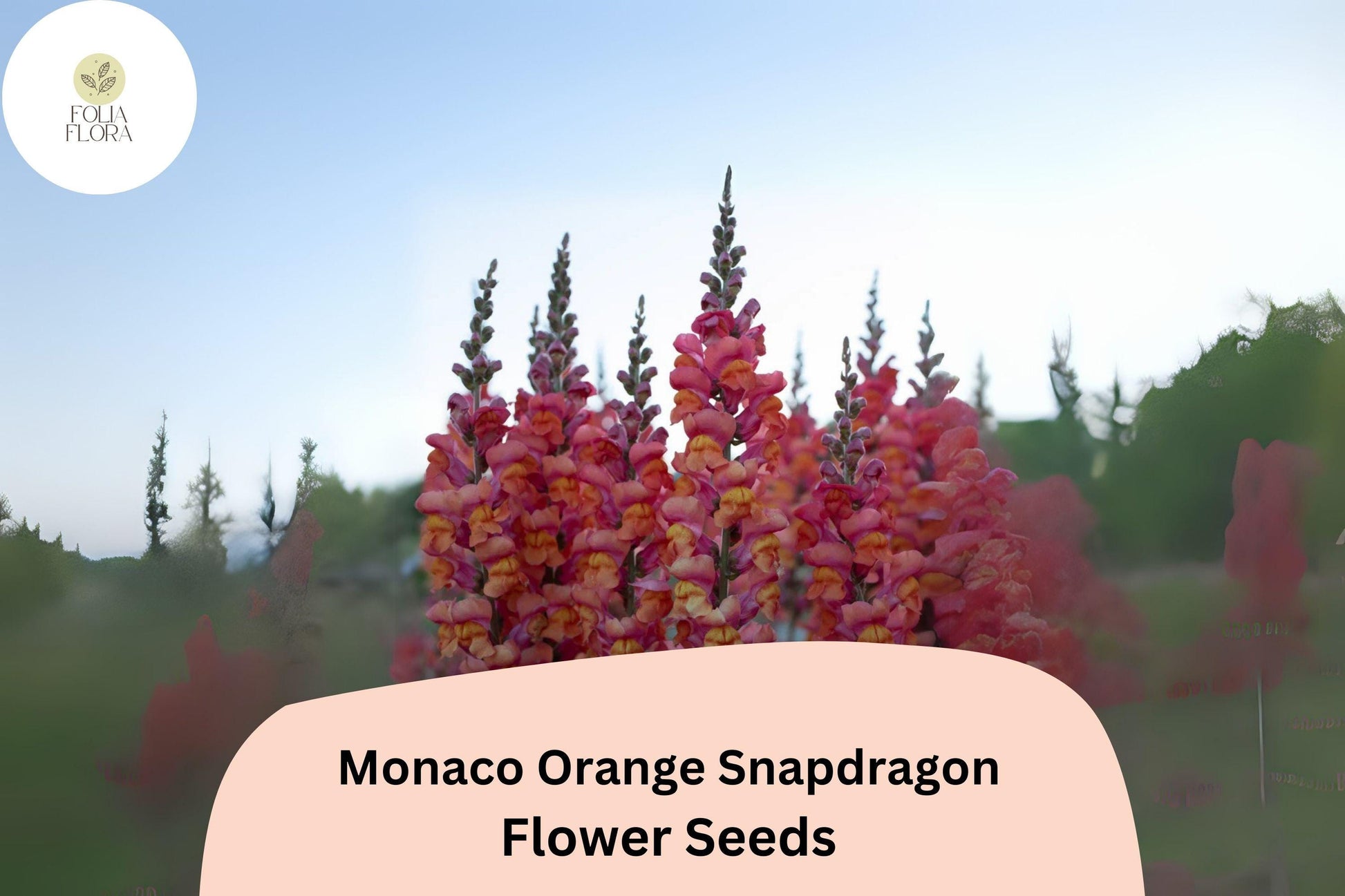 Snapdragon Seeds - 1000+ Monaco Orange - Antirrhinum majus - Double-Petaled Blooms for Garden & Cut Flowers, Pollinator-Friendly