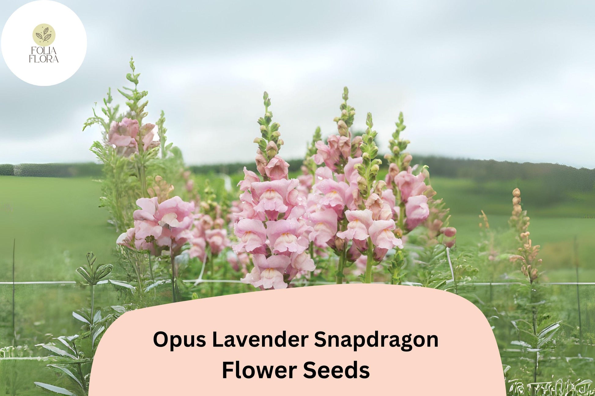 Snapdragon Seeds - 1000+ Opus Lavender Variety - Antirrhinum majus - Soft Purple Double-Petaled Blooms for Garden & Cut Flowers
