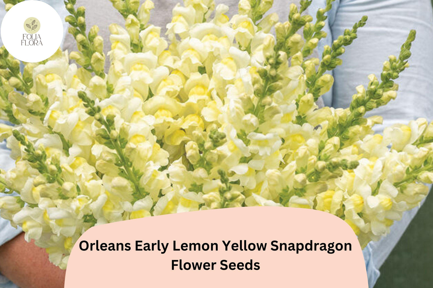 Snapdragon Seeds - 1000+ Non-GMO Orleans Early Lemon Yellow (Antirrhinum majus) - Vibrant, Pollinator-Friendly Blooms