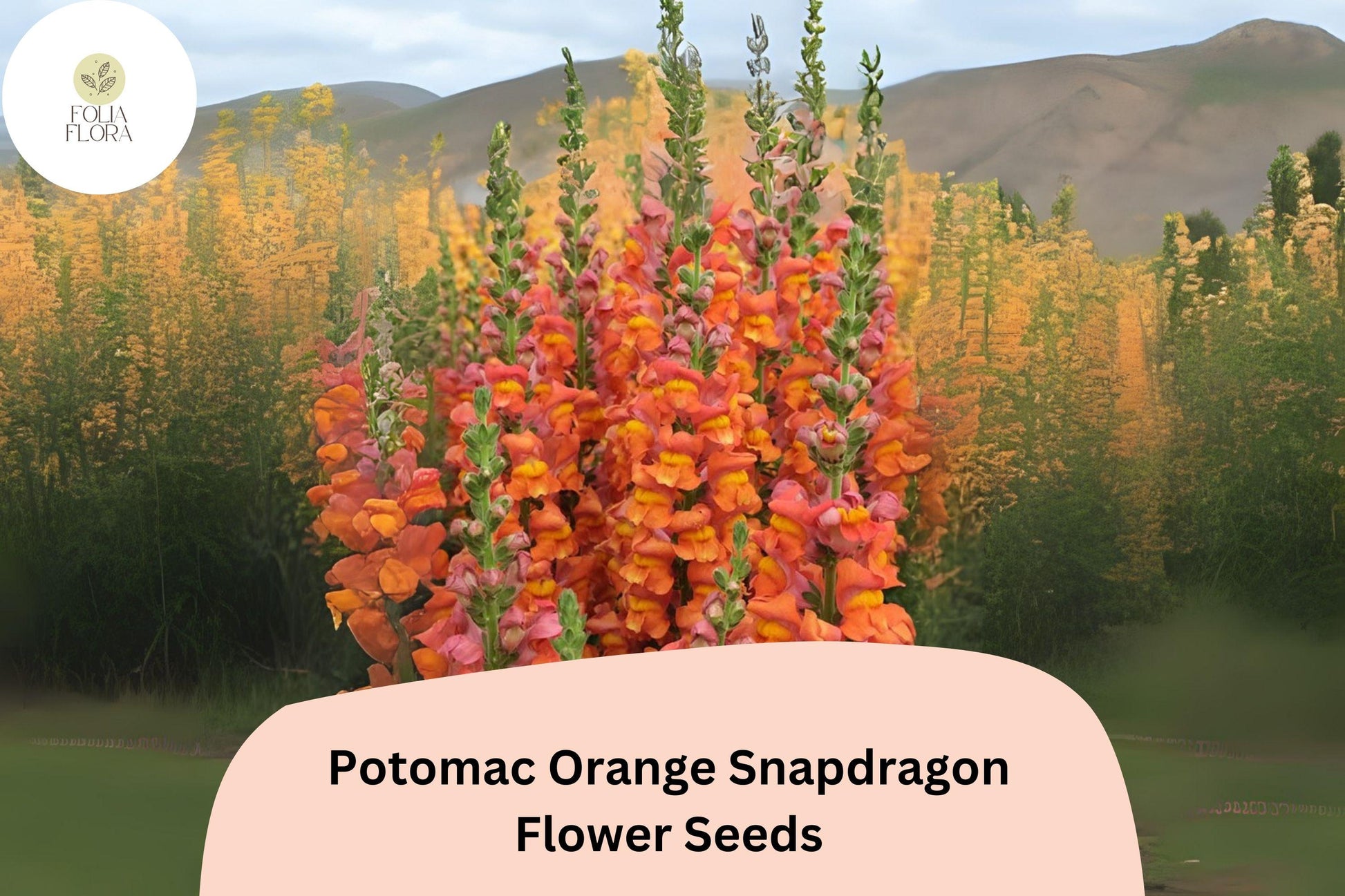 Snapdragon Seeds - 1000+ Potomac Orange Variety - Antirrhinum majus - Bright Tangerine Blooms for Garden & Cut Flowers