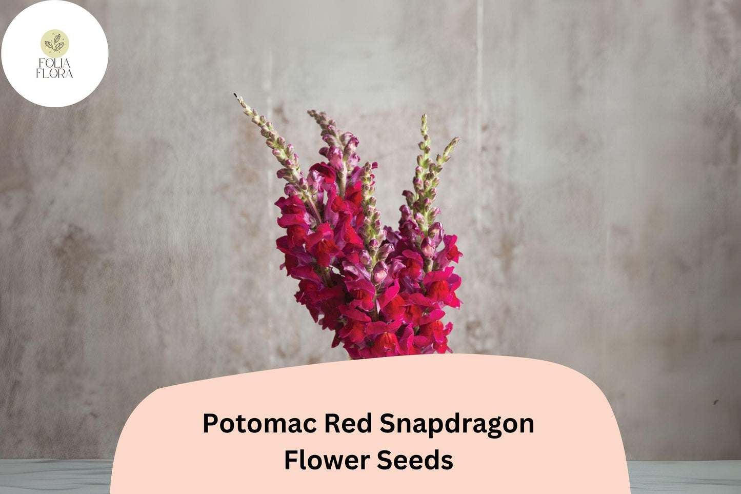 Snapdragon Seeds – 1000+ Potomac Red Variety – Antirrhinum majus – Double-Petaled Blooms for Garden & Cut Flowers