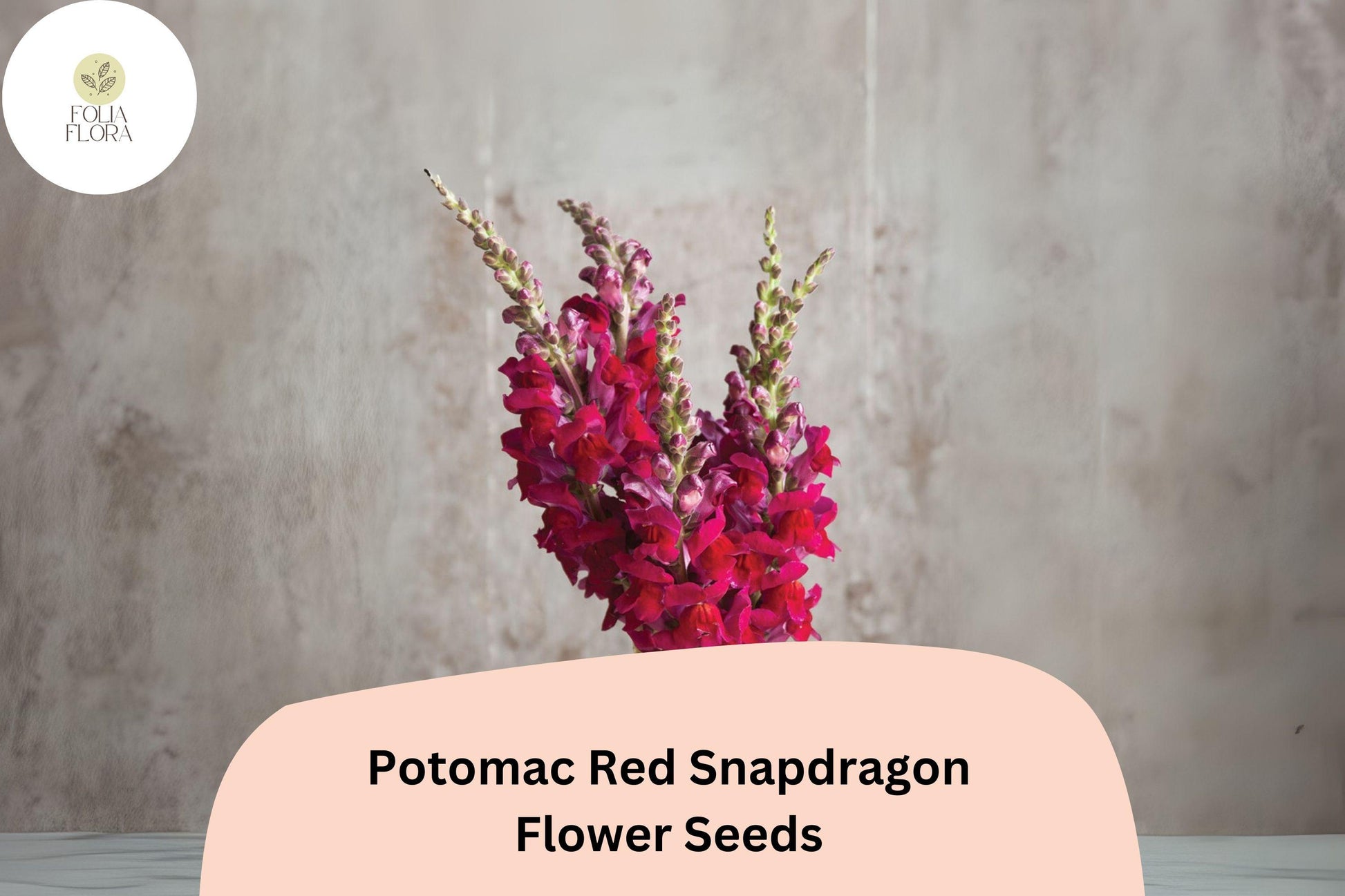 Snapdragon Seeds – 1000+ Potomac Red Variety – Antirrhinum majus – Double-Petaled Blooms for Garden & Cut Flowers