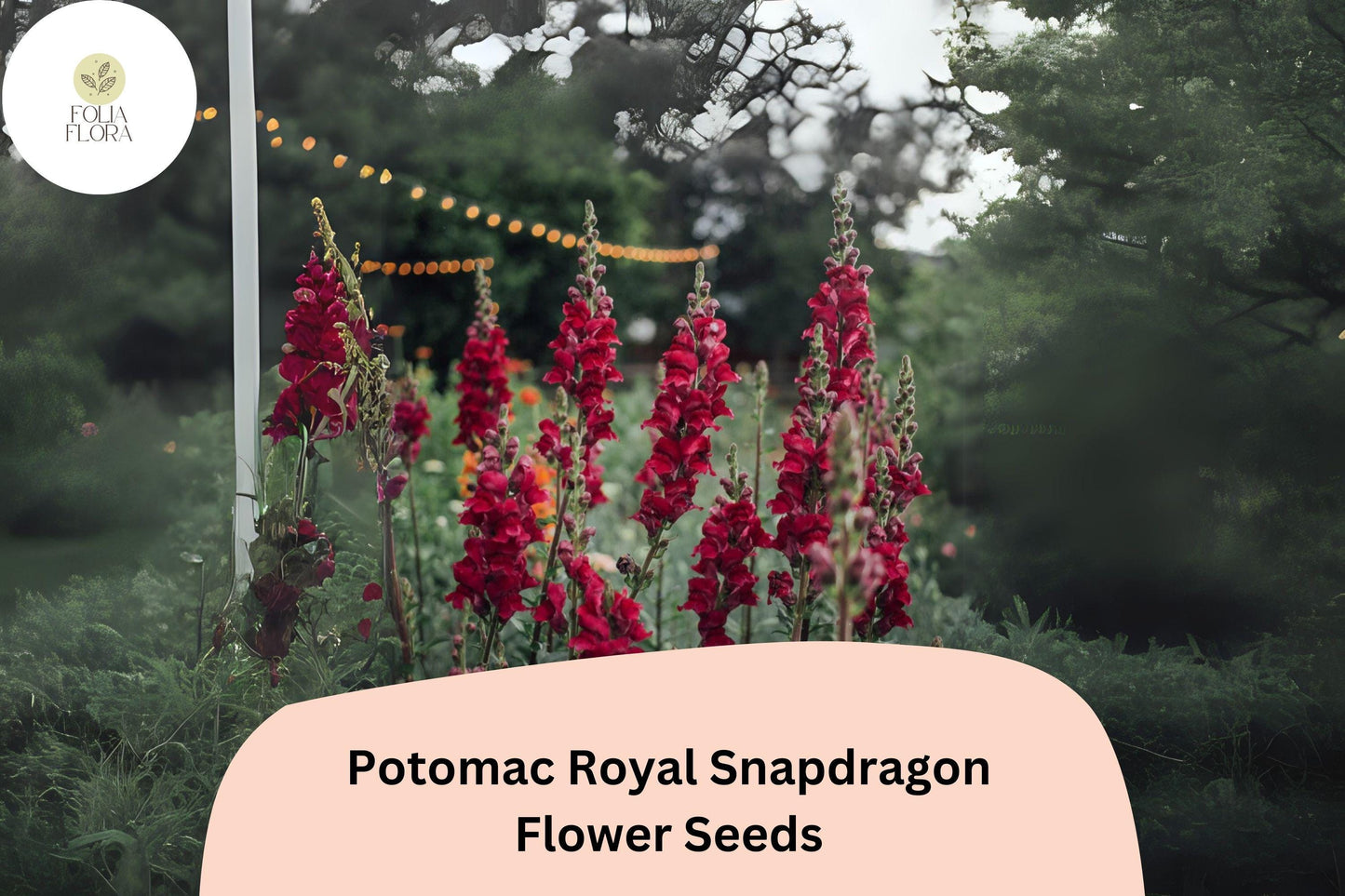 Snapdragon Seeds - 1000+ Potomac Royal Purple - Antirrhinum majus - Double-Petaled Blooms for Garden & Cut Flowers