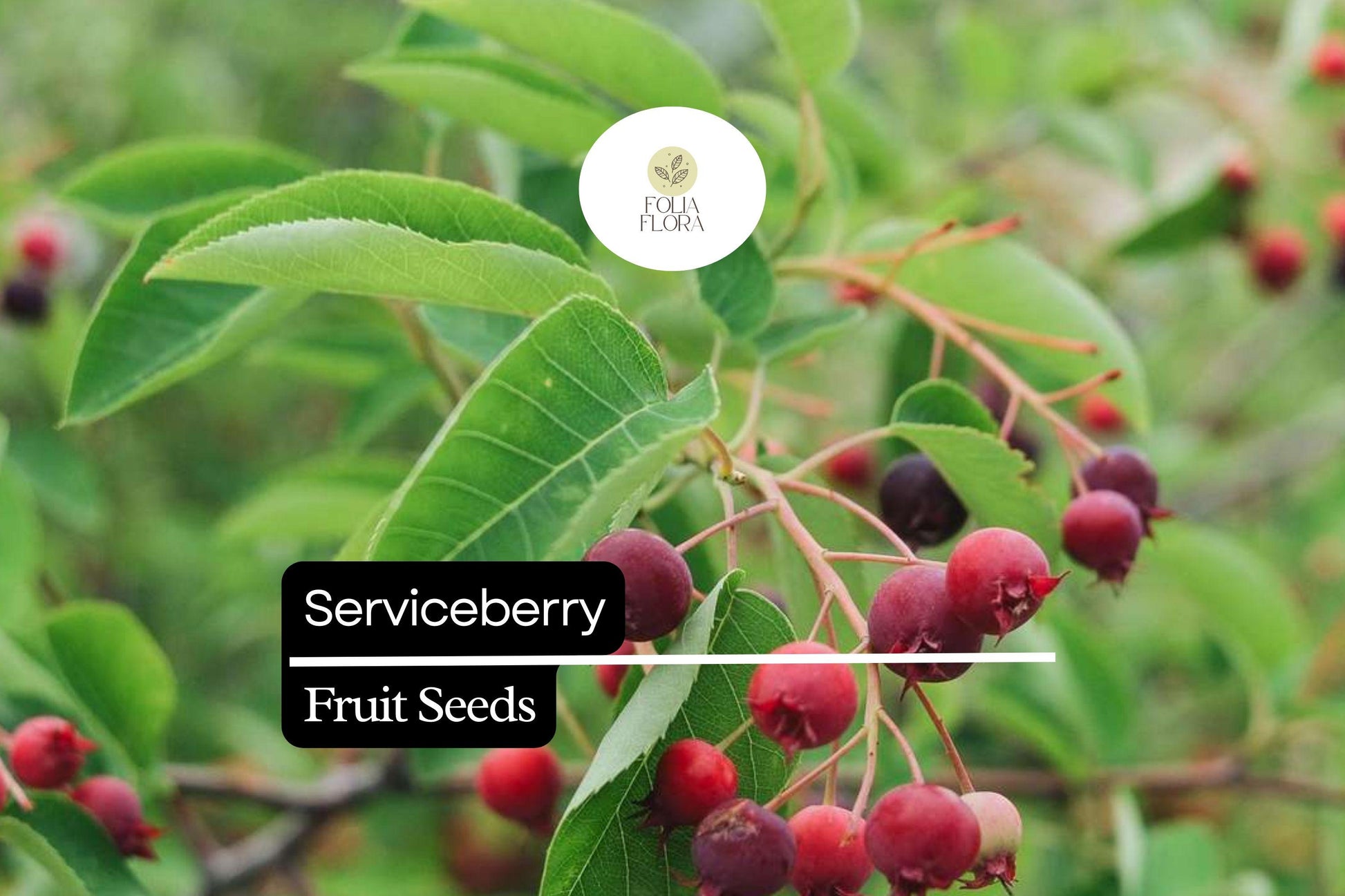 15 Seeds Serviceberry - Edible Berries & Spring Blooms - Amelanchier arborea - Wildlife-Friendly, Drought-Tolerant Tree