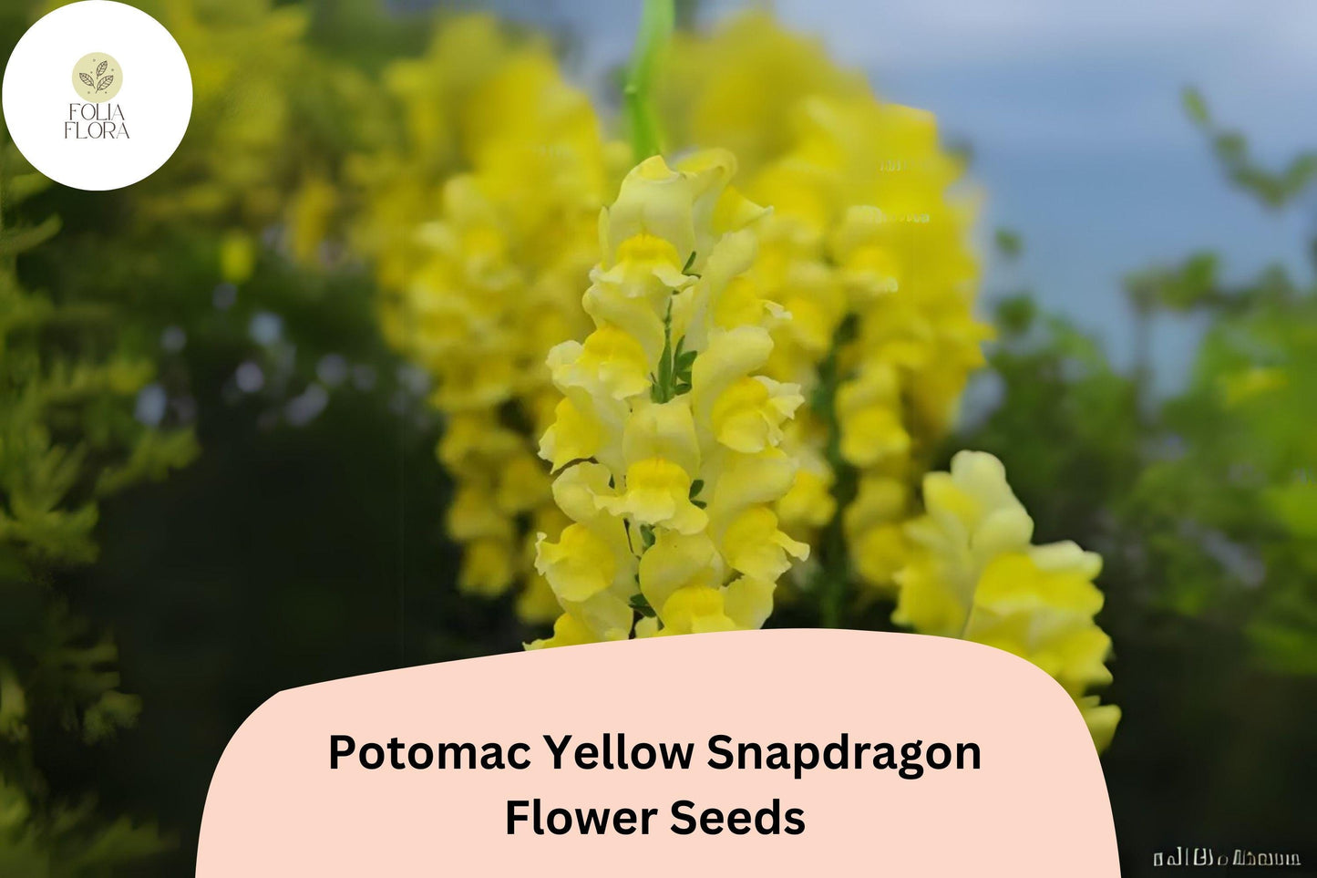 Snapdragon Seeds - 1000+ Potomac Yellow - Antirrhinum majus - Bright Yellow Double-Petaled Blooms for Garden & Cut Flowers