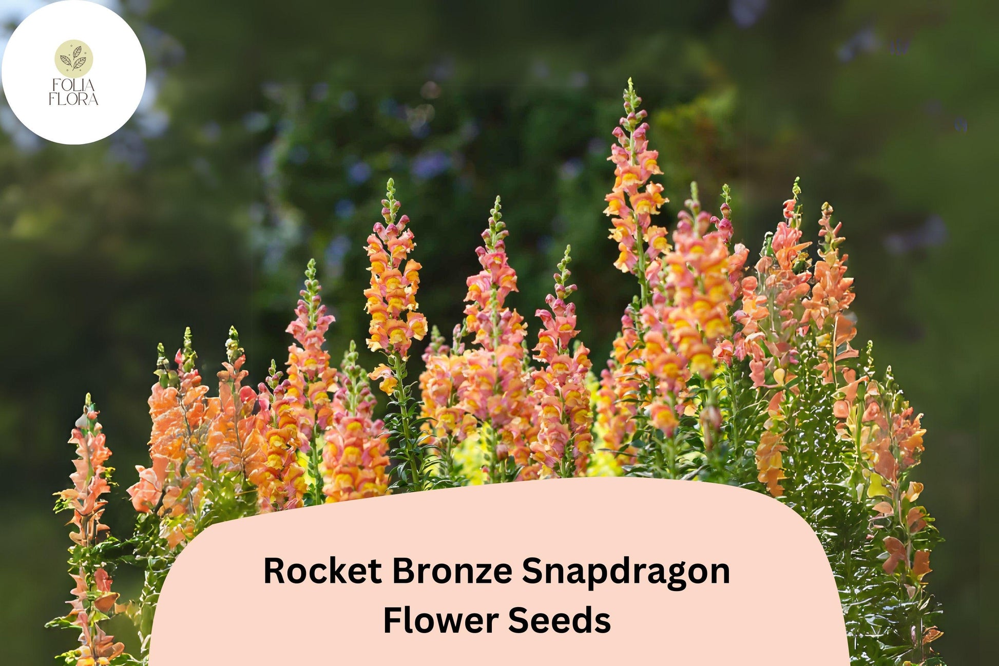 Snapdragon Seeds - 1000+ Rocket Bronze Antirrhinum majus - Copper-Orange Blooms for Garden & Cut Flowers, Pollinator-Friendly