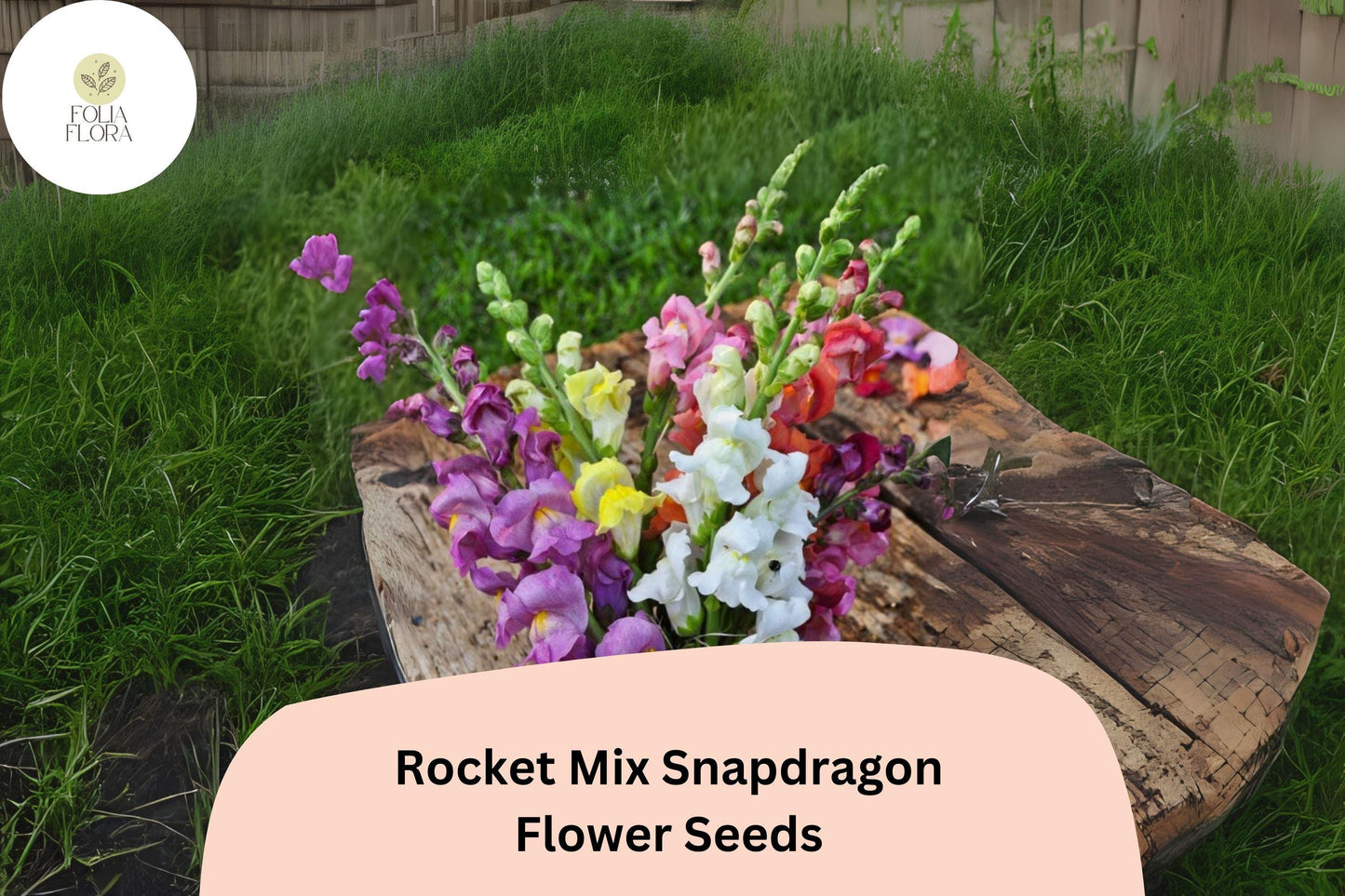Snapdragon Seeds - 1000+ Multicolor Rocket Mix - Antirrhinum majus - Vibrant Double-Petaled Blooms for Cut Flowers & Gardens