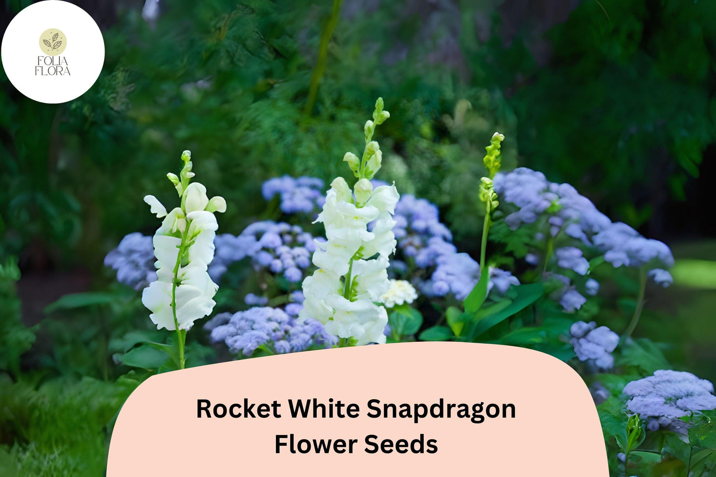 Snapdragon Seeds - 1000+ Pure White Rocket Variety - Antirrhinum majus - Double-Petaled Blooms for Garden & Cut Flowers