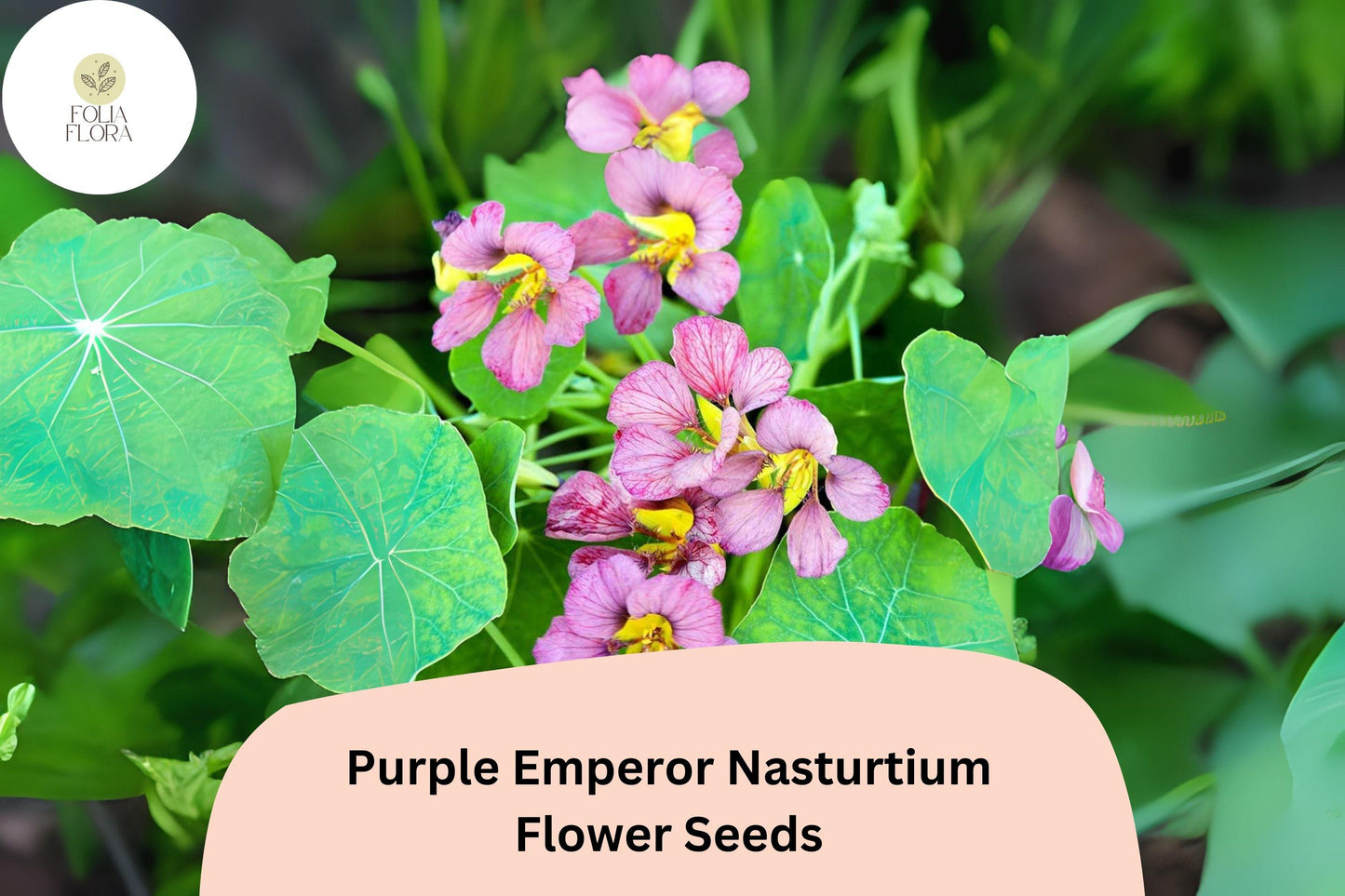 Nasturtium Seeds - 50+ Purple Emperor - Tropaeolum majus - Deep Burgundy Edible Flowers for Garden & Containers