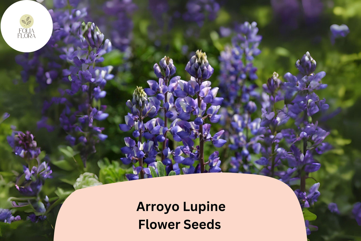 Arroyo Lupine Seeds - 25+ Blue-Purple Wildflower, Pollinator Garden, Lupinus succulentus, Drought-Tolerant, Native U.S. Wildflower