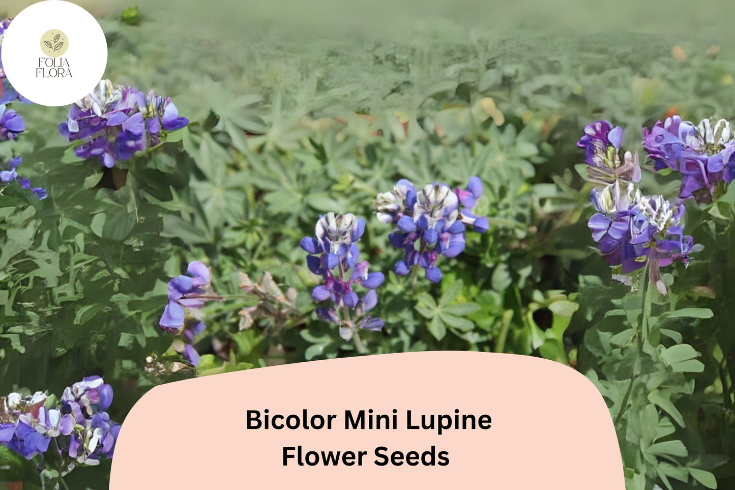Mini Lupine Seeds - 25+ Bicolor Wildflower Seeds for Pollinators - Lupinus bicolor - Compact, Drought-Tolerant, Eco-Friendly Gardening