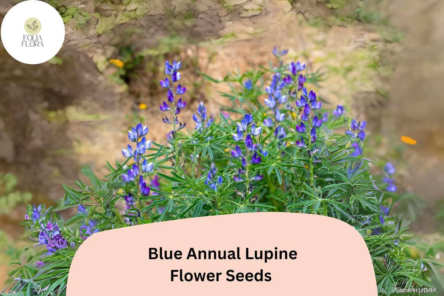 Blue Annual Lupine Seeds - 25+ Vibrant Wildflower Seeds for Pollinators - Lupinus angustifolius - Drought-Tolerant Garden Blooms