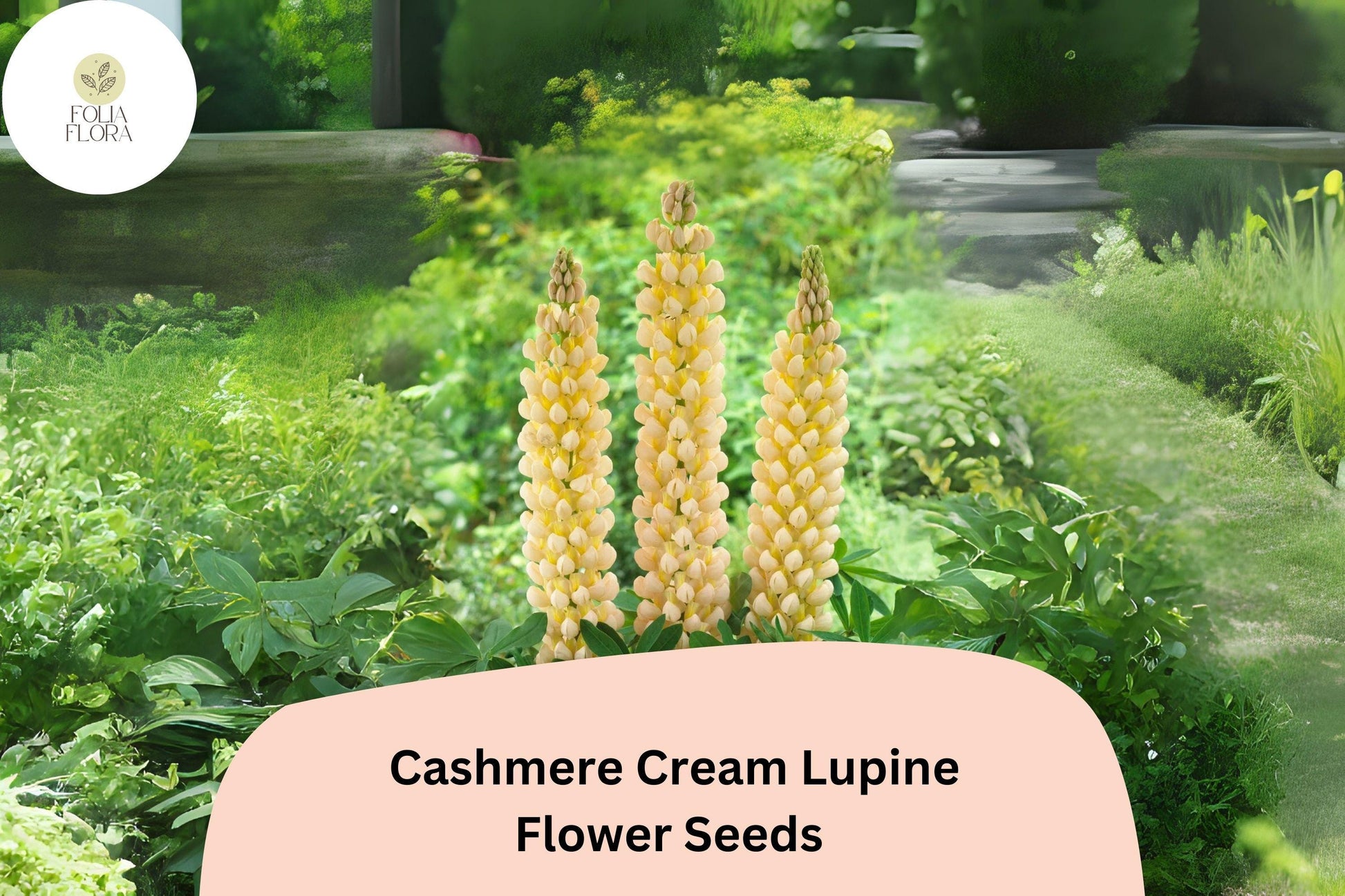 Lupine Seeds - 25+ Creamy White Blooms - Lupinus ‘Cashmere Cream’ - Pollinator-Friendly, Drought-Tolerant, Perennial Garden Flowers