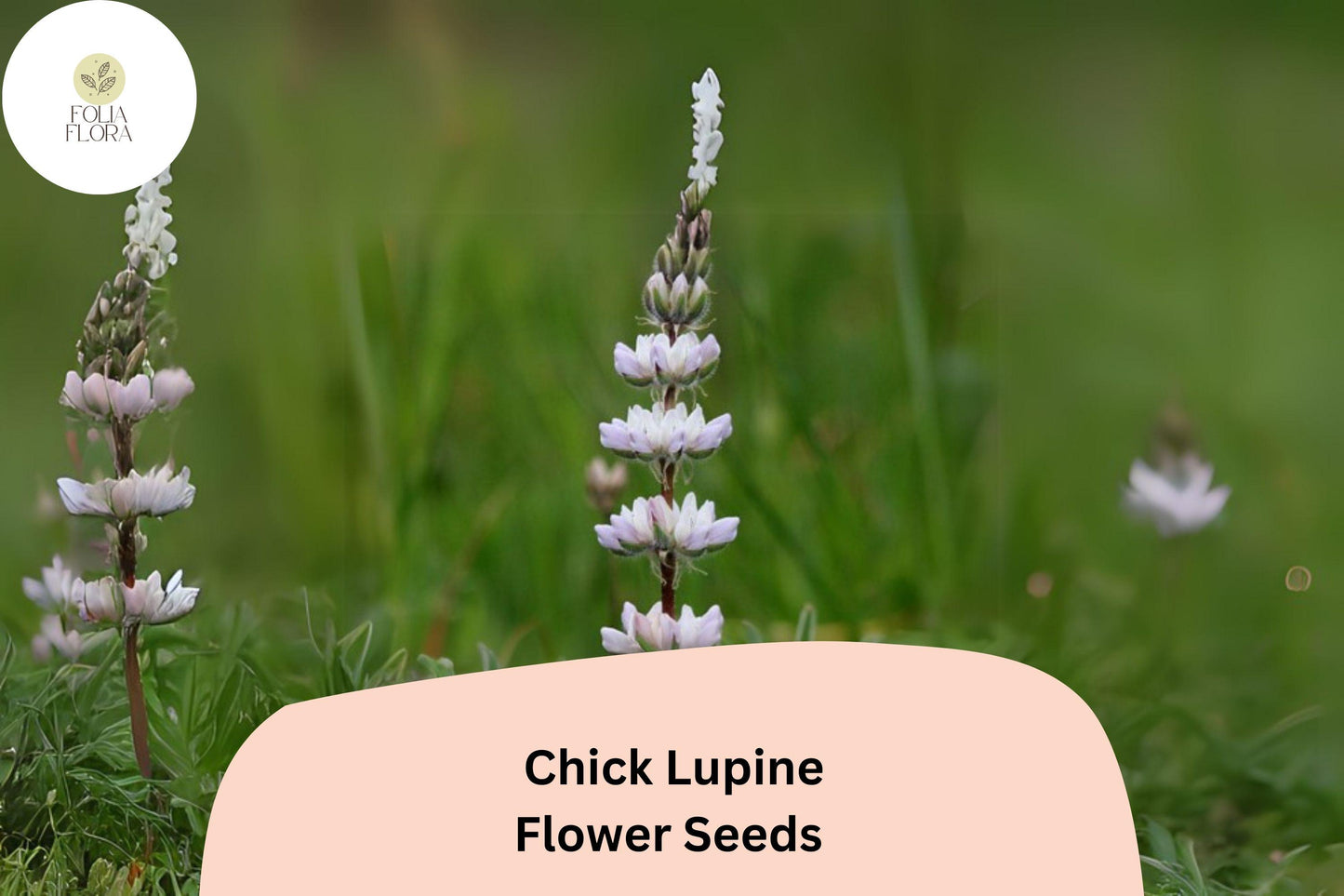 Lupine Seeds - 25+ Yellow 'Chick' Seeds - Pollinator-Friendly, Drought-Tolerant, Lupinus 'Chick' for Garden Planting