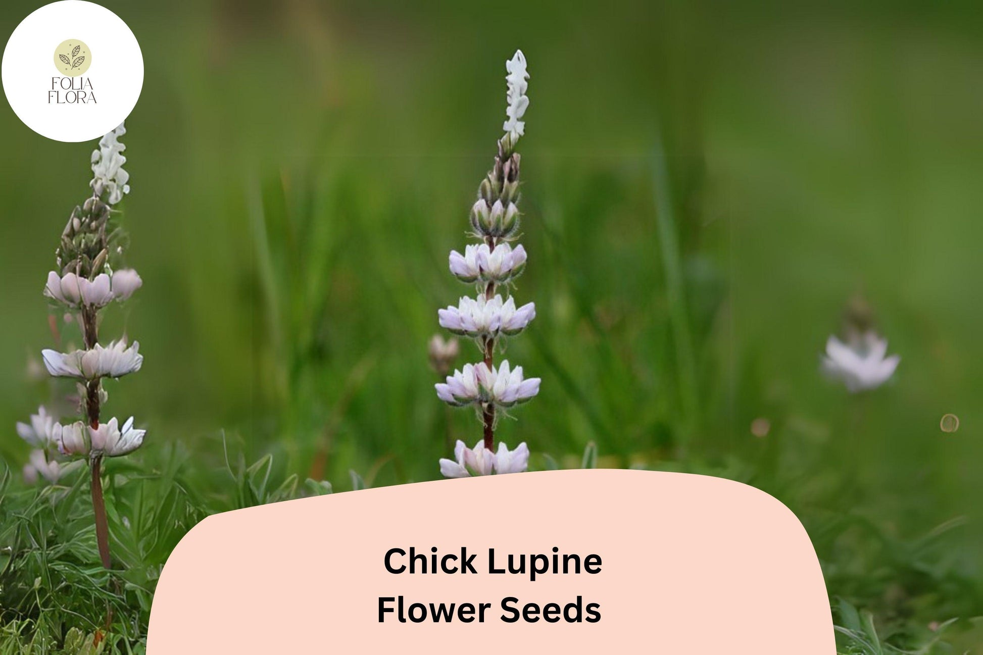 Lupine Seeds - 25+ Yellow 'Chick' Seeds - Pollinator-Friendly, Drought-Tolerant, Lupinus 'Chick' for Garden Planting