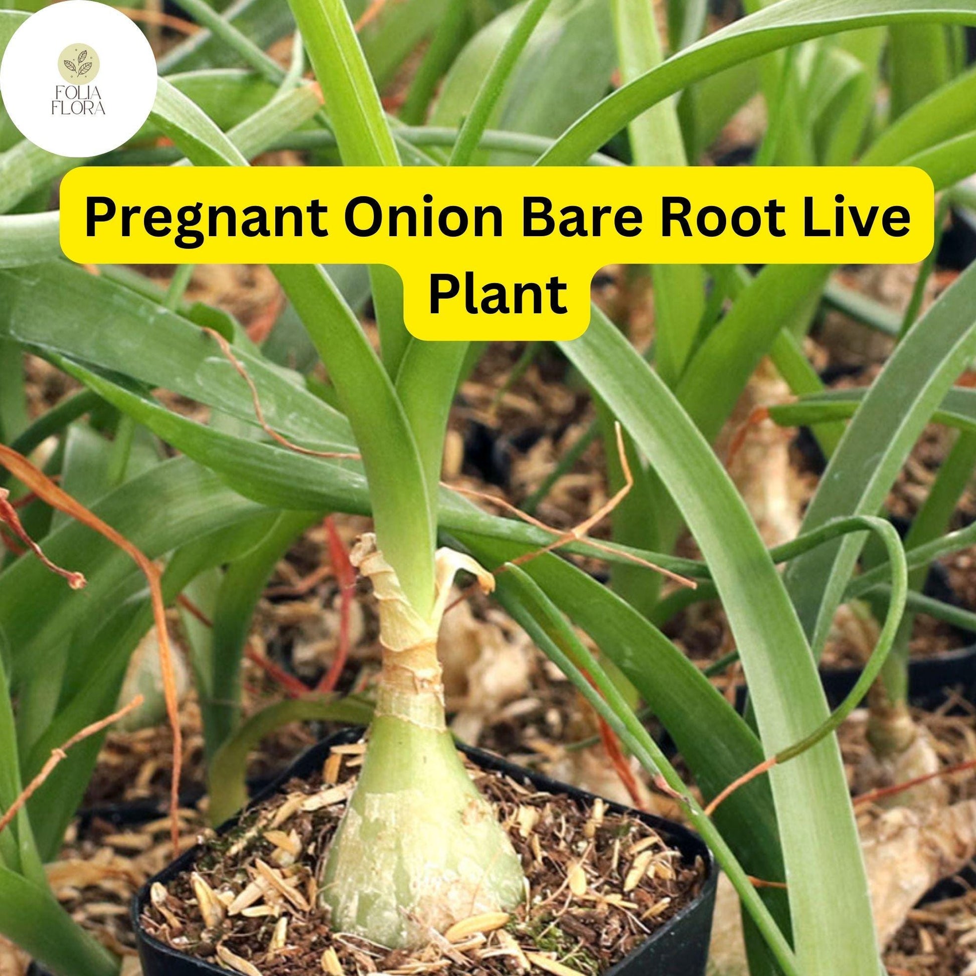 5 Bare Root Pregnant Onion Plants | Albuca bracteata | Bulbous Succulent with Green Leaves & White Flowers