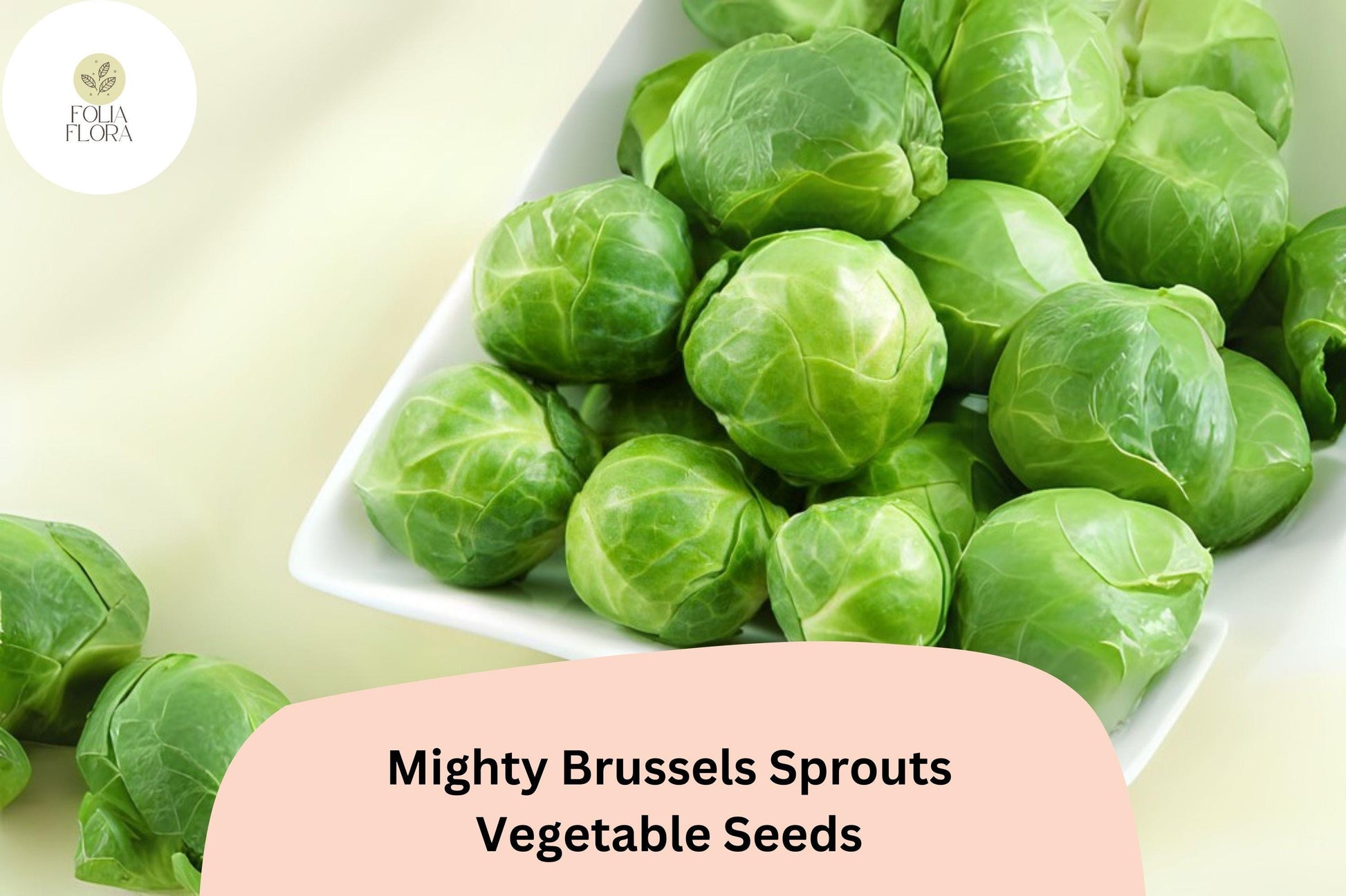 Mighty Brussels Sprouts Seeds 500+ | High-Yield Cold-Hardy Variety | Sweet Nutty Flavor | Brassica oleracea
