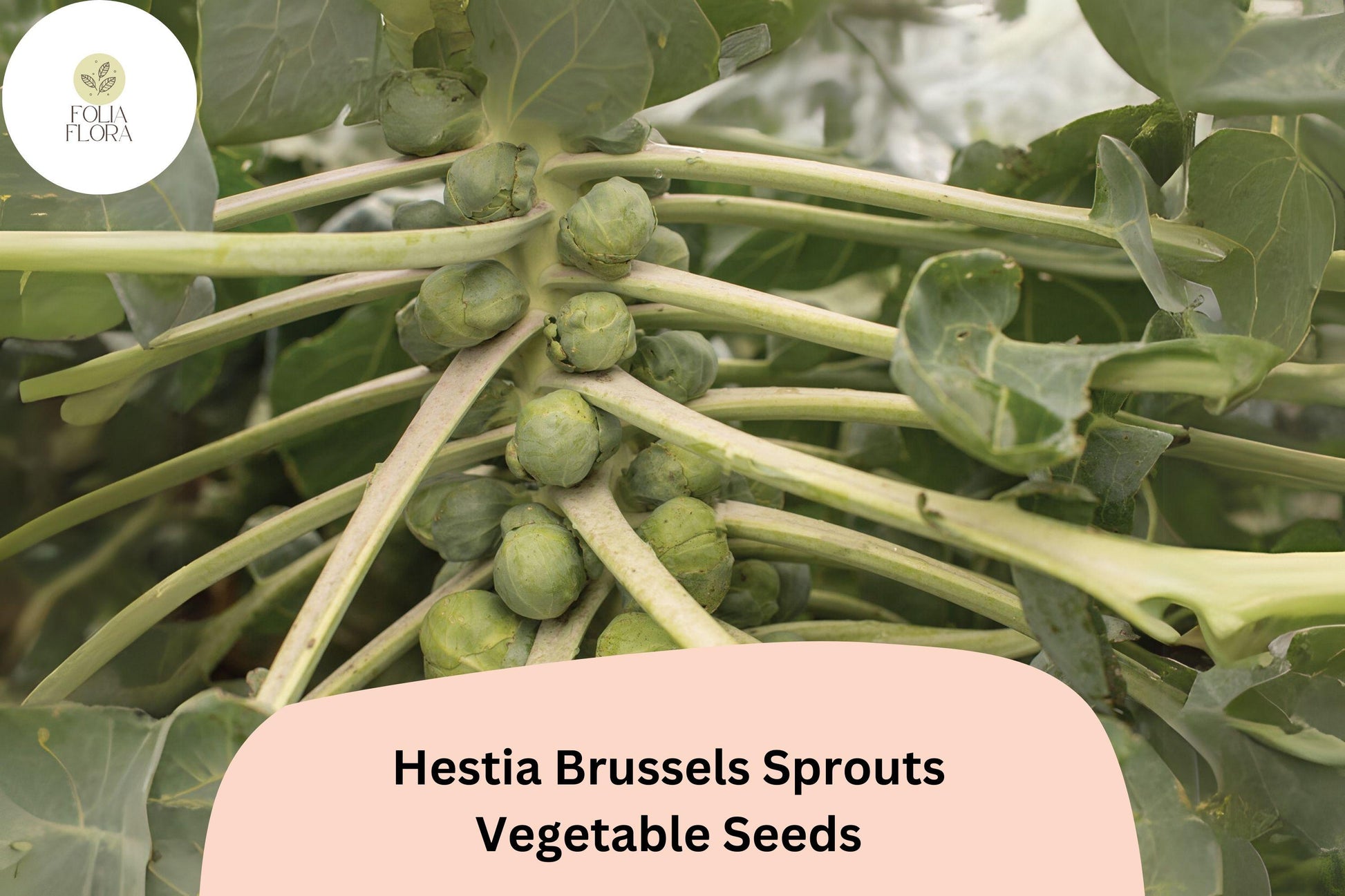 Hestia Brussels Sprouts Seeds – 500+ High-Yield, Sweet, Cold-Hardy Hybrid – Brassica oleracea