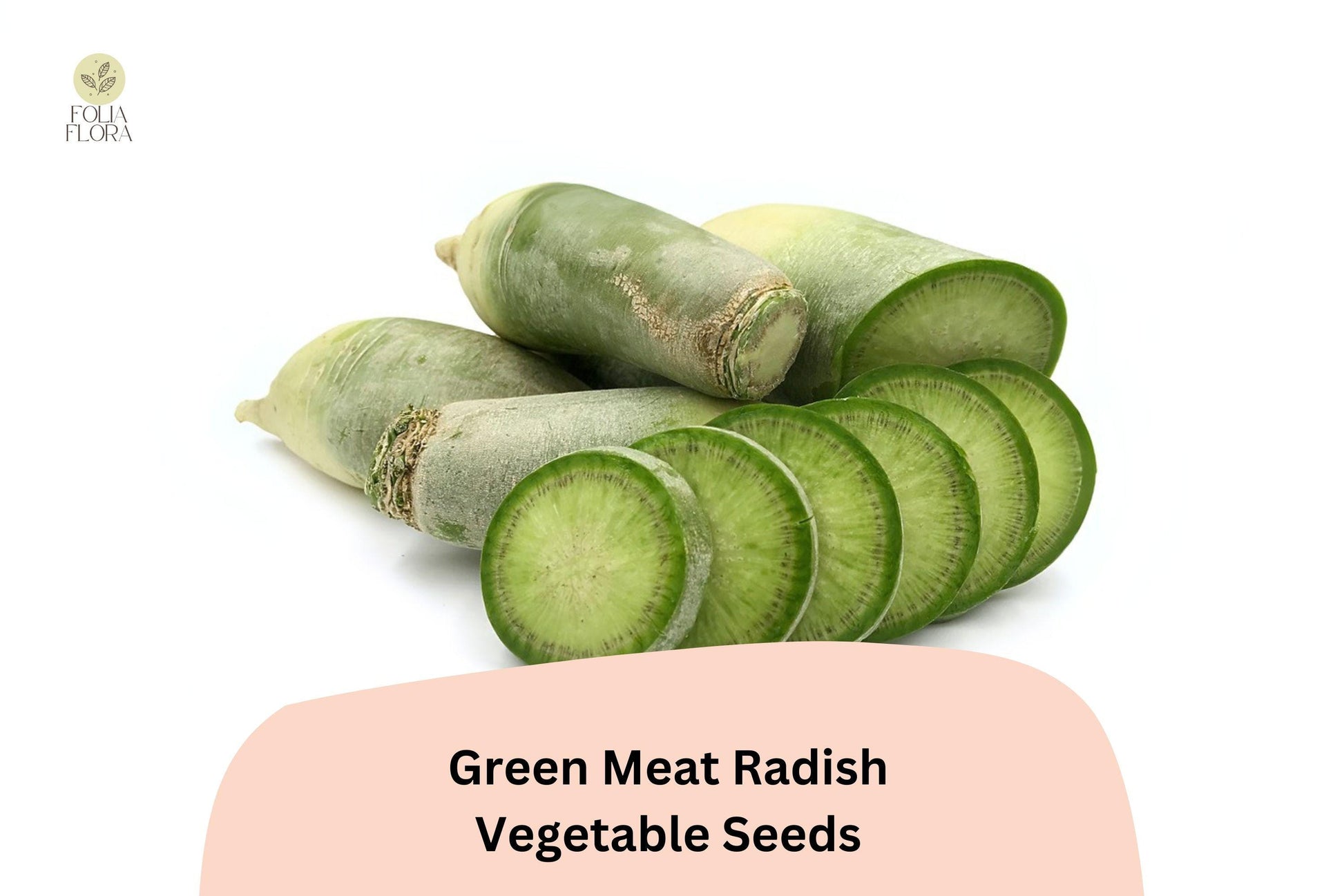 Green Meat Radish Seeds - 500+ Heirloom Daikon Variety, Crisp Green Skin & White Flesh - Disease Resistant, Cold-Hardy