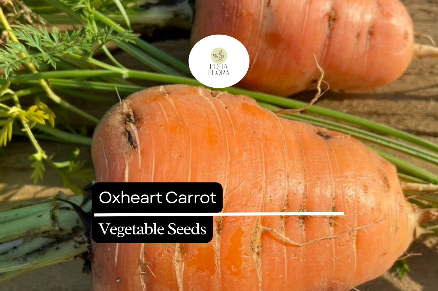 1000+ Oxheart Carrot Seeds - Heirloom, Short & Thick, Sweet & Tender Roots - Daucus carota