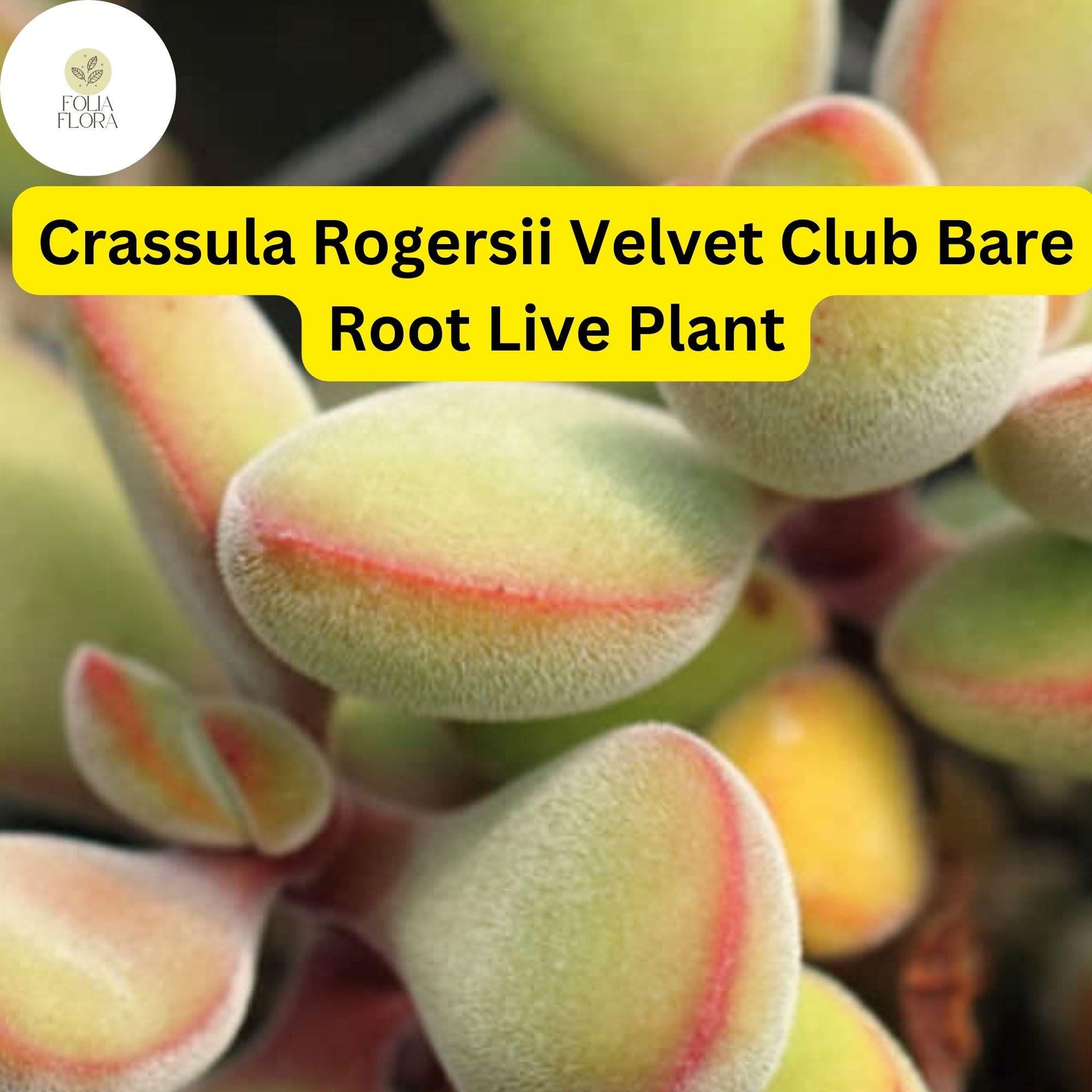 Crassula Rogersii 'Velvet Club' Succulent | Live Bare Root | Fuzzy Texture, Drought-Tolerant, Easy Care, Unique Green Leaves