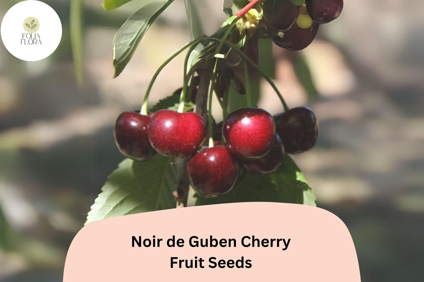 Noir de Guben Cherry Seeds - 10+ Rare Black Cherry Seeds - Self-Fertile, Cold-Hardy, Sweet Fruit (Prunus avium)