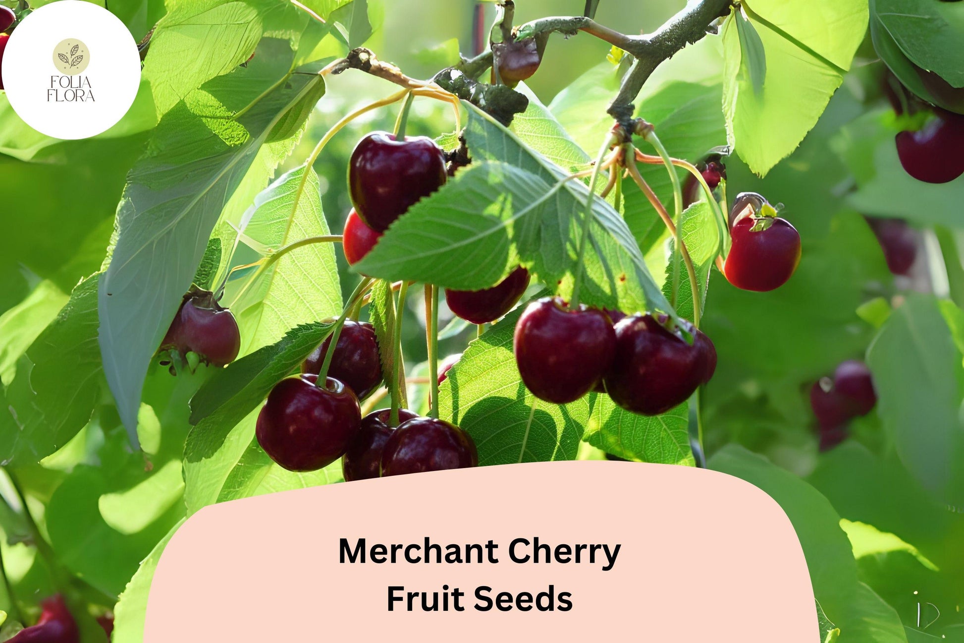Merchant Cherry Seeds - 10+ Sweet Red Cherry Seeds, Early-Ripening, Prunus avium, Cold-Hardy and Partially Self-Fertile