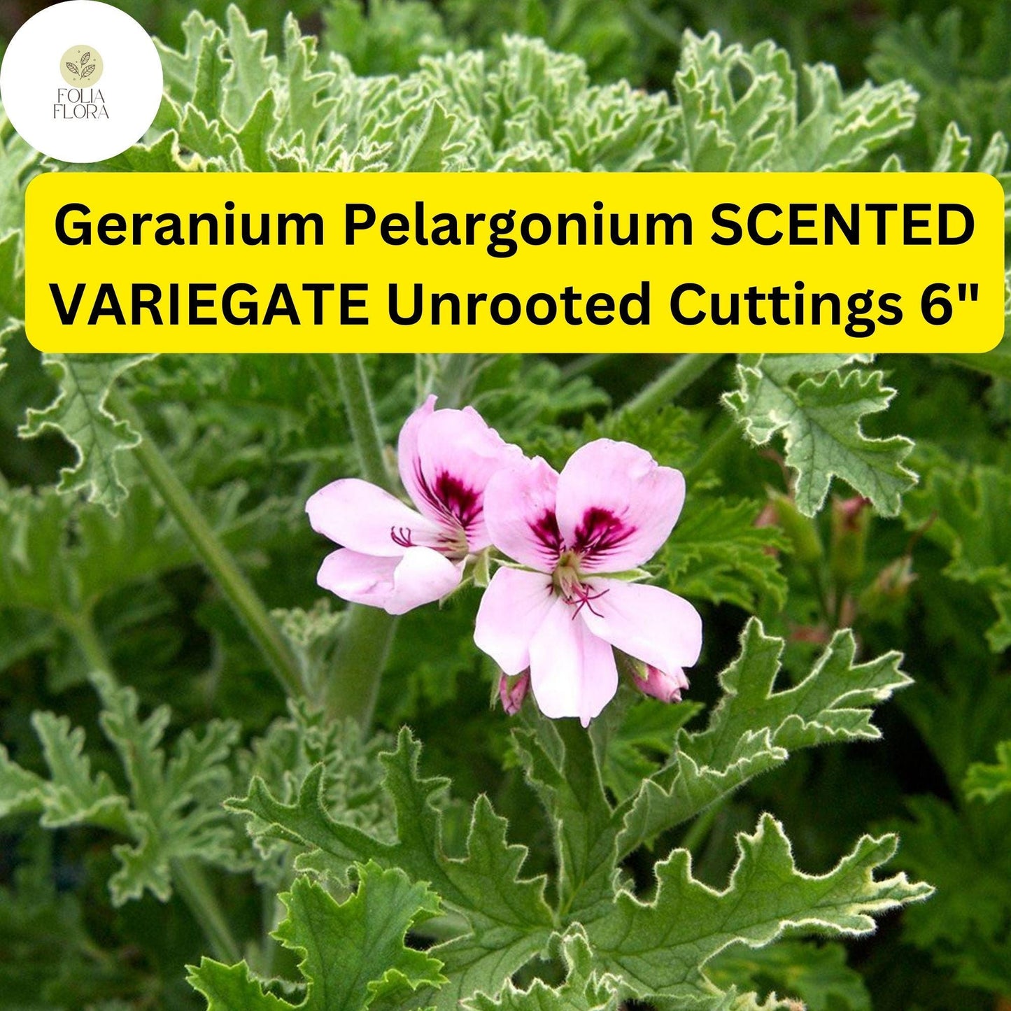 Geranium Cuttings 6” Scented Variegated Pelargonium | Fragrant Easy-Care Flowering Plant, Unique Foliage, 2 Live Unrooted Cuttings