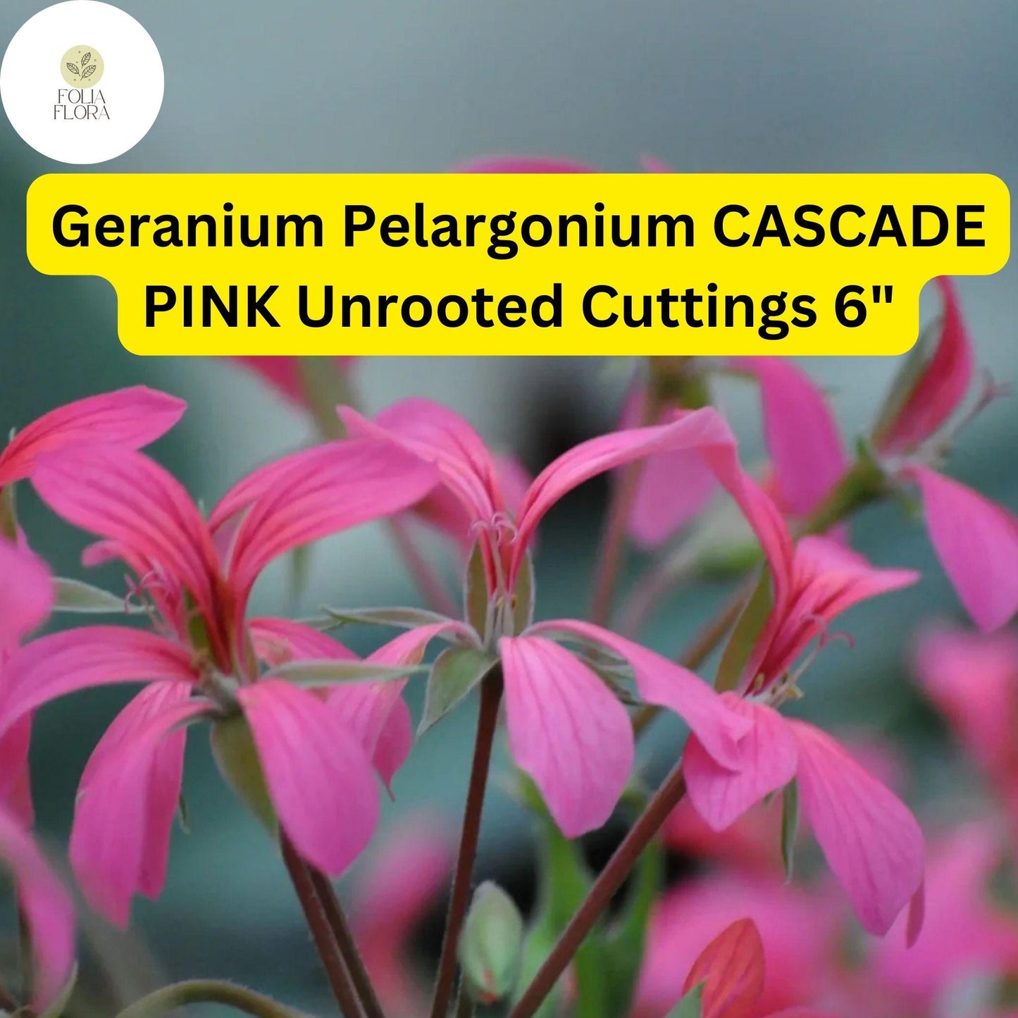 Geranium Cuttings 6" Unrooted 'Cascade Pink' Pelargonium | Trailing Flowering Plant with Vibrant Pink Blooms | Easy-Care