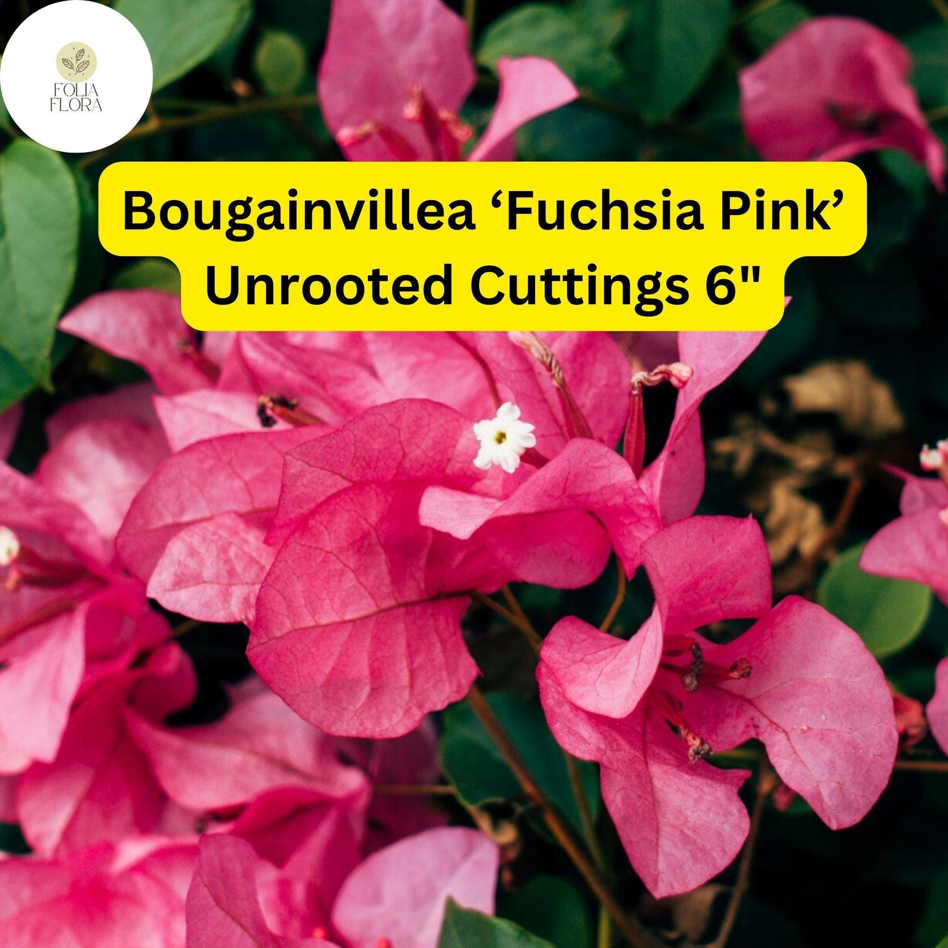 Bougainvillea Cuttings 6" Fuchsia Pink 7 Live Unrooted Fast-Growing Climbing Vine Drought-Tolerant (Bougainvillea spp.)