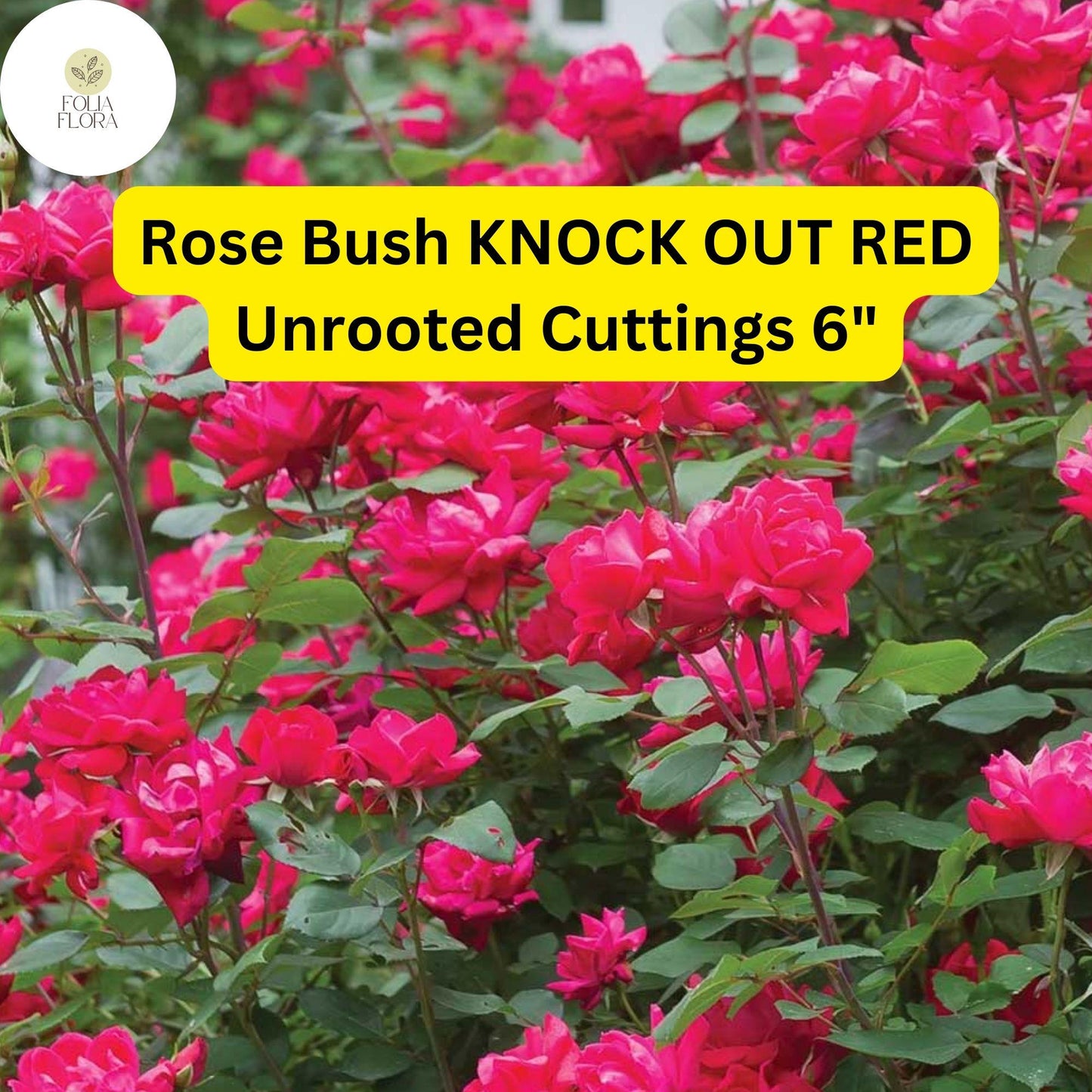 Knock Out Red Rose Cuttings | 6” Unrooted | Disease-Resistant, Continuous Blooms | Rosa 'Knock Out'