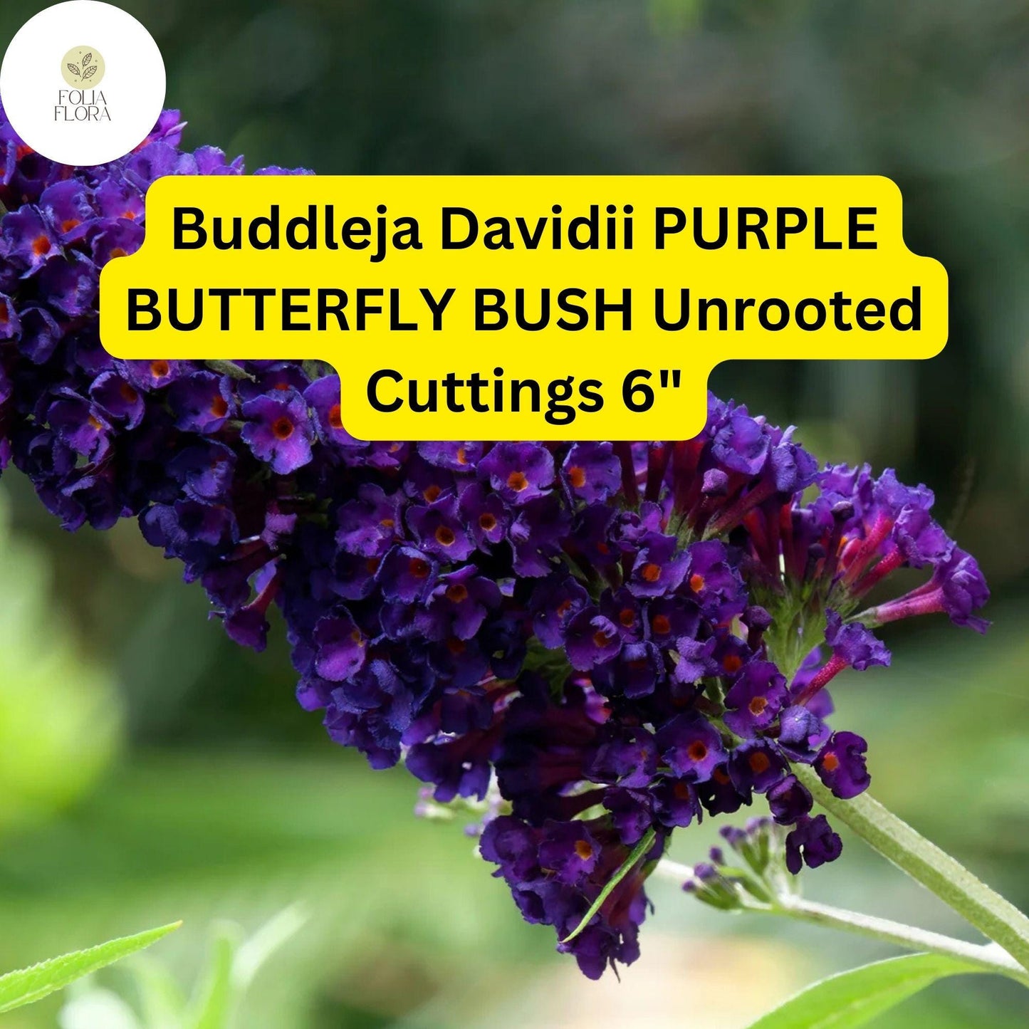 Buddleja Davidii Cuttings - 7 Live 6” Purple Butterfly Bush - Fast-Growing, Fragrant, Pollinator-Friendly Shrub for Gardens
