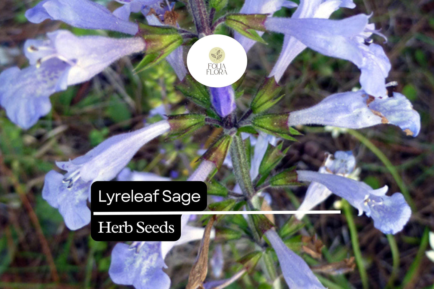 Lyreleaf Sage Seeds | 25 Perennial Wildflower Seeds | Lavender-Blue Flowers | Salvia lyrata | Pollinator-Friendly Ground Cover
