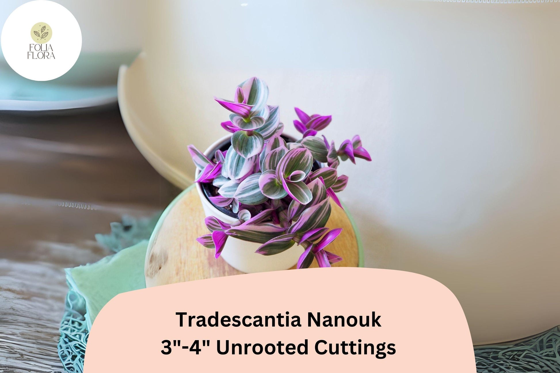 Unrooted Tradescantia Nanouk Cuttings 3”-4” | Rare Pink Wandering Jew | Trailing Houseplant | Tradescantia albiflora ‘Nanouk’