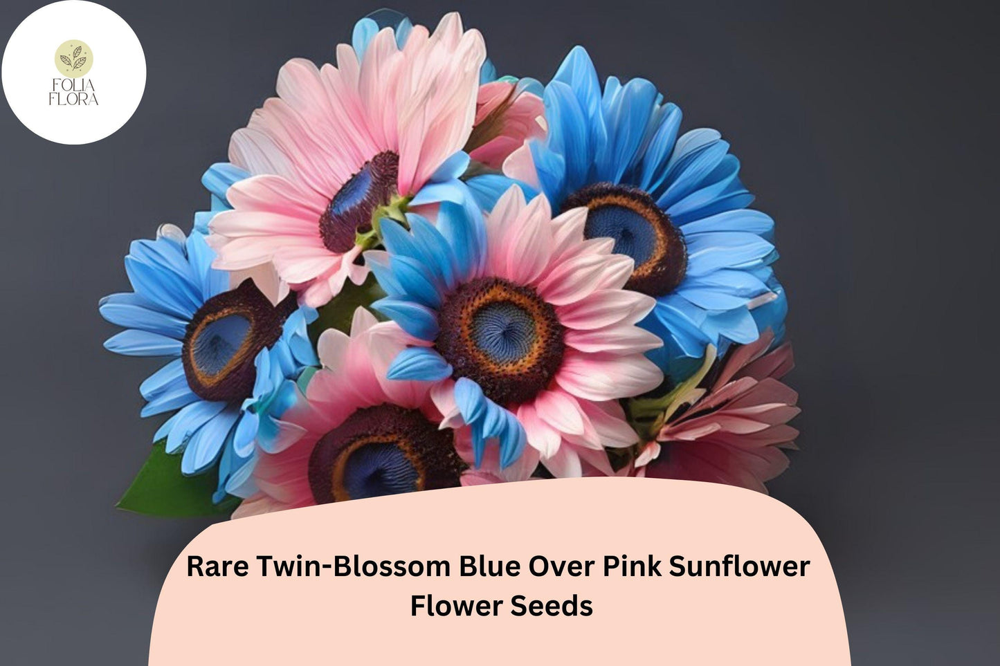 50pcs Twin-Blossom Sunflower Seeds | Bicolor Blue Over Pink | Helianthus annuus | Easy to Grow, Pollinator Friendly