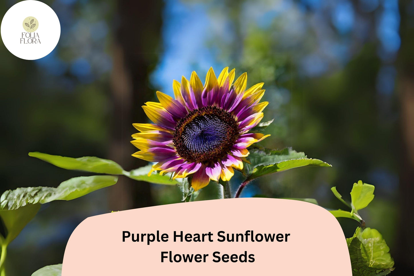 50pcs Purple Heart Sunflower Seeds | Unique Helianthus annuus with Golden Petals & Deep Purple Center | Pollinator Friendly