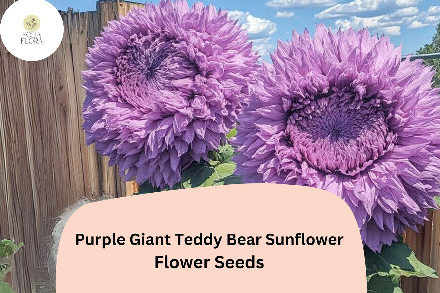 50pcs Purple Giant Teddy Bear Sunflower Seeds | Fluffy Double Blooms | Helianthus annuus | Unique Garden Flowers