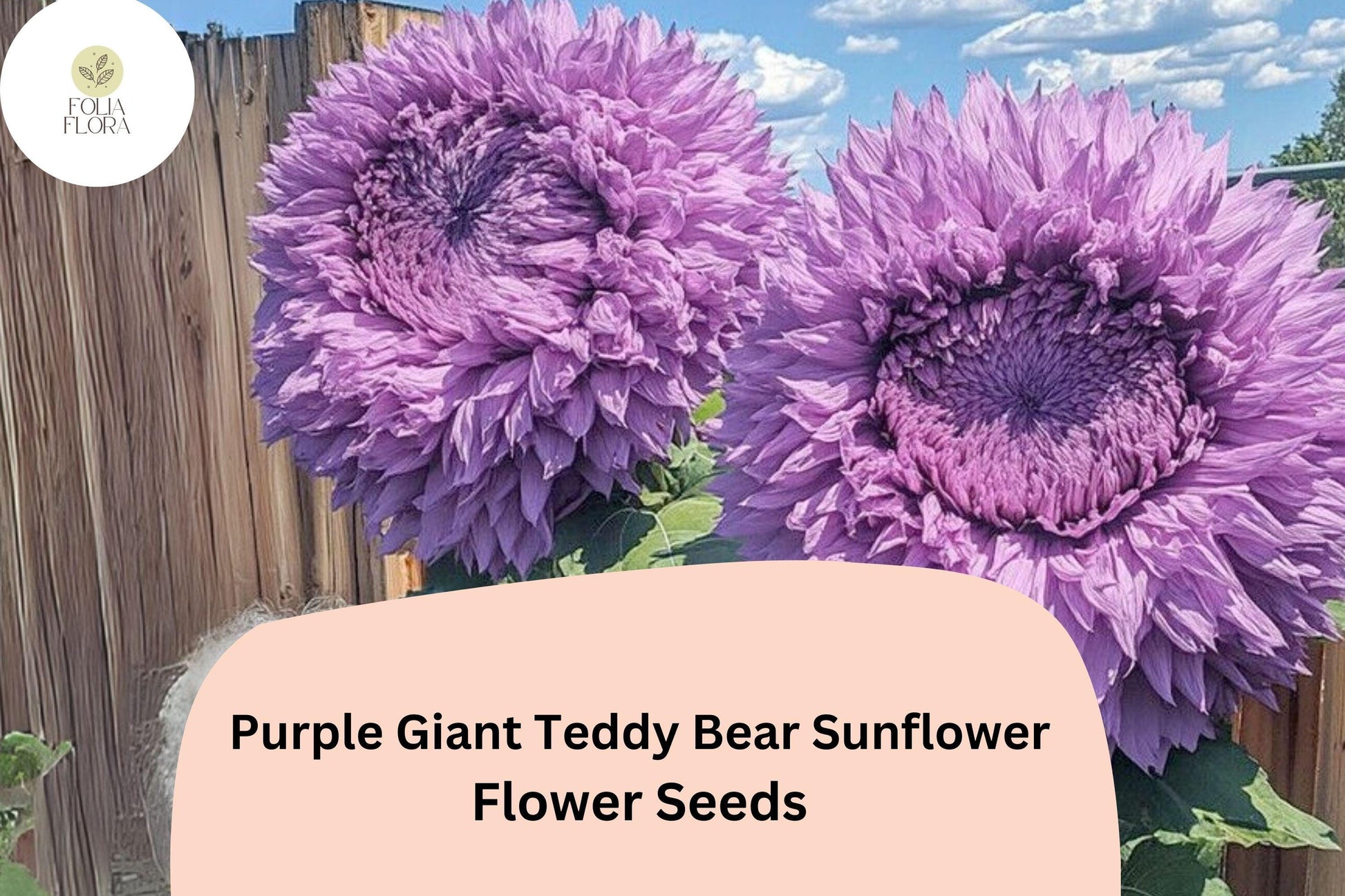 50pcs Purple Giant Teddy Bear Sunflower Seeds | Fluffy Double Blooms | Helianthus annuus | Unique Garden Flowers