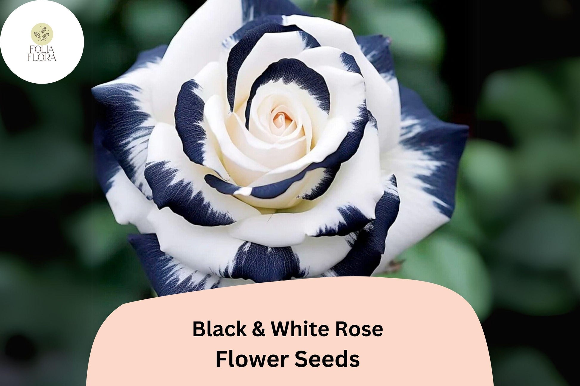 20 Black & White Rose Seeds - Rare Two-Tone Perennial Flower - Rosa hybrid - Elegant Black & White Blooms for Gardens & Arrangements