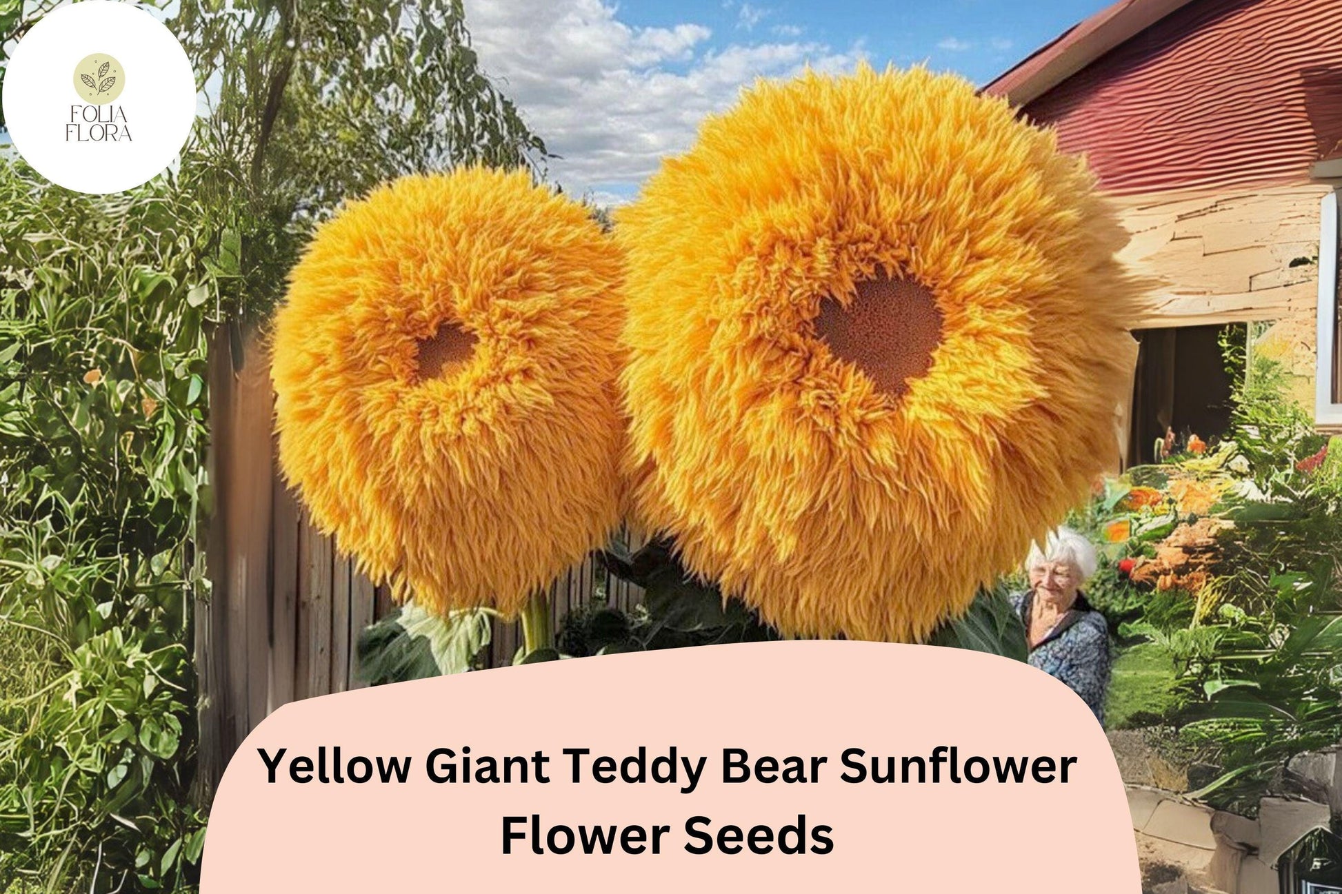 Giant Teddy Bear Sunflower Seeds, 50pcs, Yellow Blooms, Helianthus annuus 'Teddy Bear', Easy Grow, Pollinator-Friendly