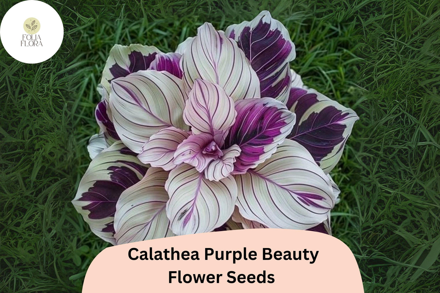 Purple Beauty Calathea Seeds | 25+ Exotic Tropical Foliage Seeds | Calathea sp. | Air-Purifying, Pet-Friendly Houseplant