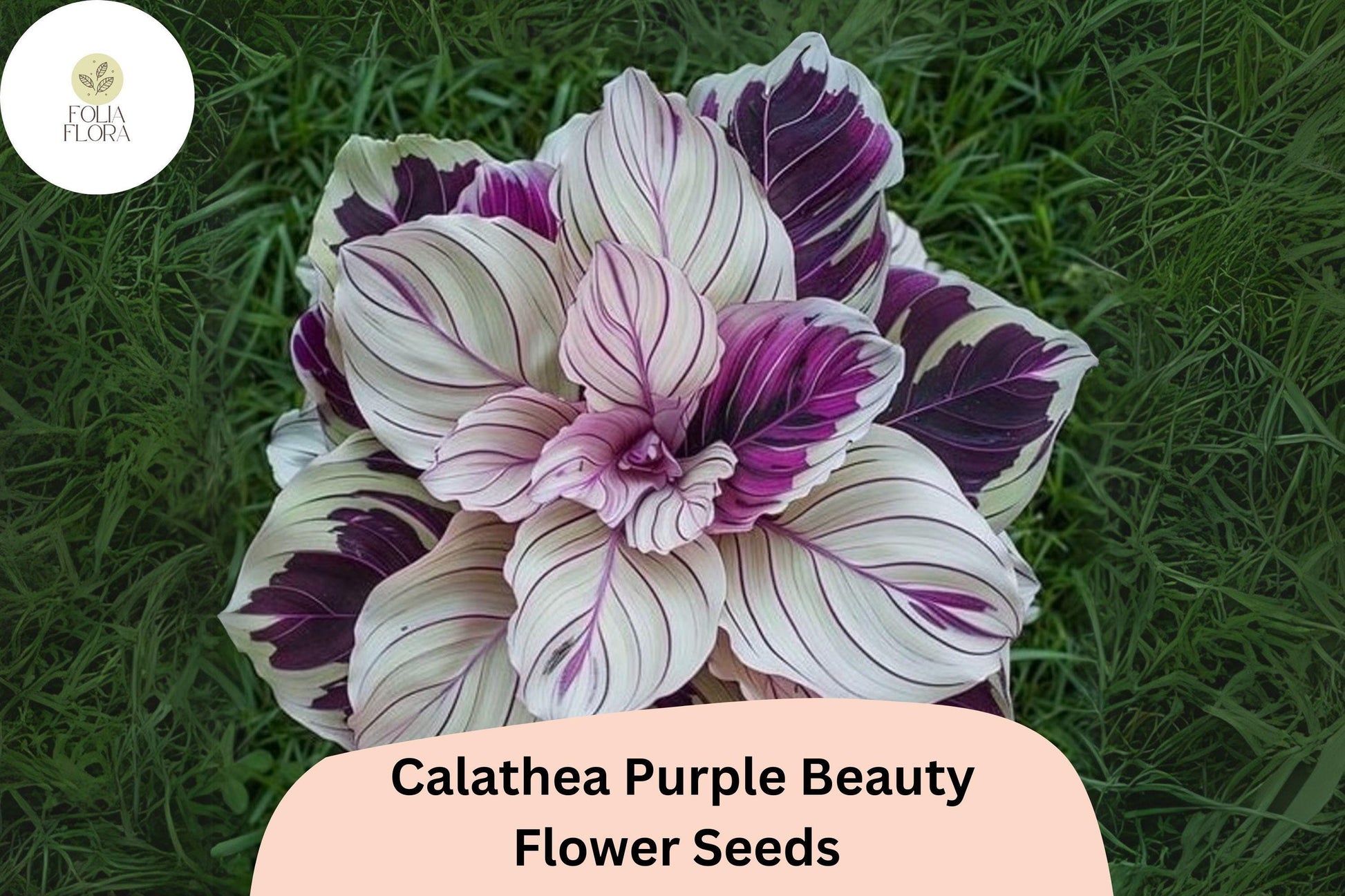 Purple Beauty Calathea Seeds | 25+ Exotic Tropical Foliage Seeds | Calathea sp. | Air-Purifying, Pet-Friendly Houseplant