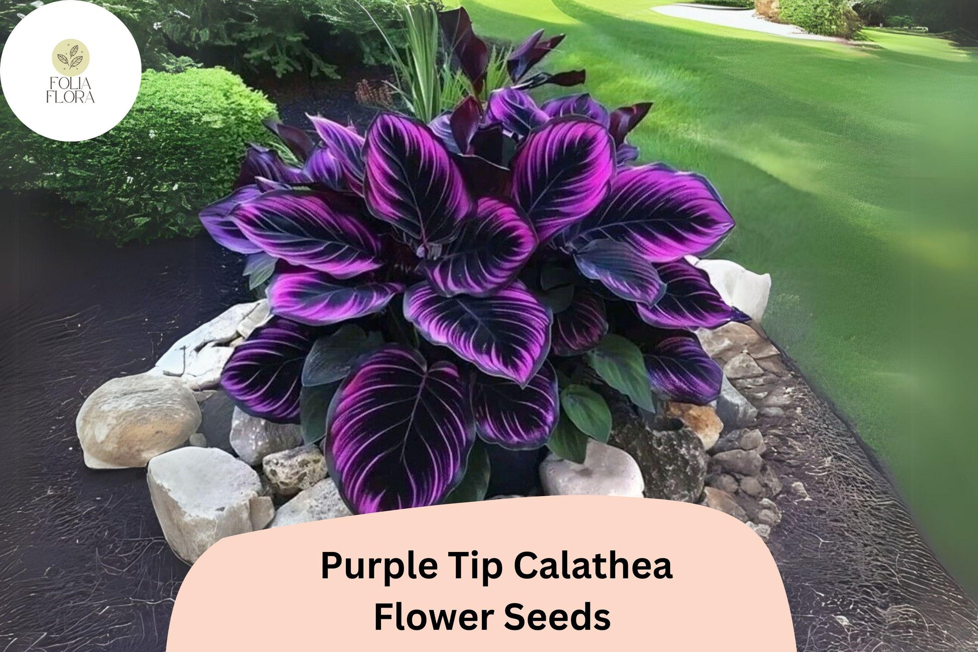Purple Tip Calathea Seeds | 25+ Exotic Tropical Foliage Seeds | Calathea sp. | Air-Purifying Indoor Plant for Shade