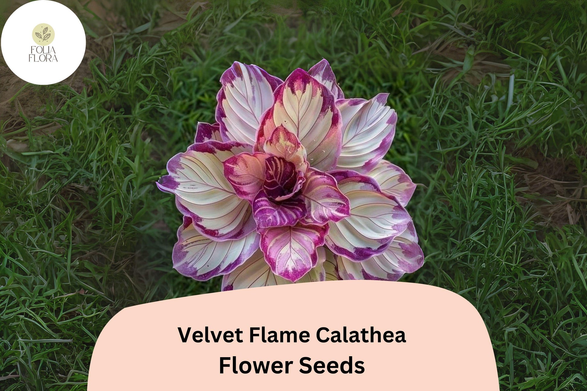 Velvet Flame Calathea Seeds | 25+ Exotic Tropical Foliage Seeds | Calathea sp. | Air-Purifying Green & Purple Houseplant