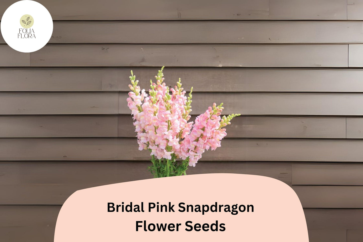 Bridal Pink Snapdragon Seeds | 1000+ Soft Pastel Pink Blooms | Antirrhinum majus | Pollinator-Friendly Annual for Gardens