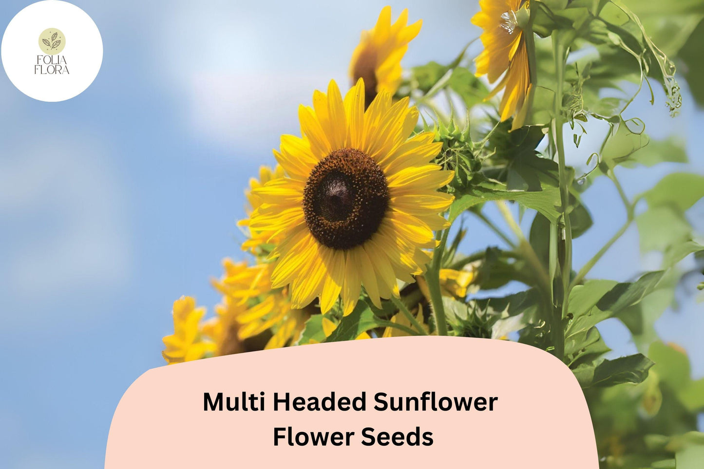 Multi-Headed Sunflower Seeds (50pcs) | Yellow Blooms, Helianthus annuus - Easy to Grow, Pollinator-Friendly Garden Flowers