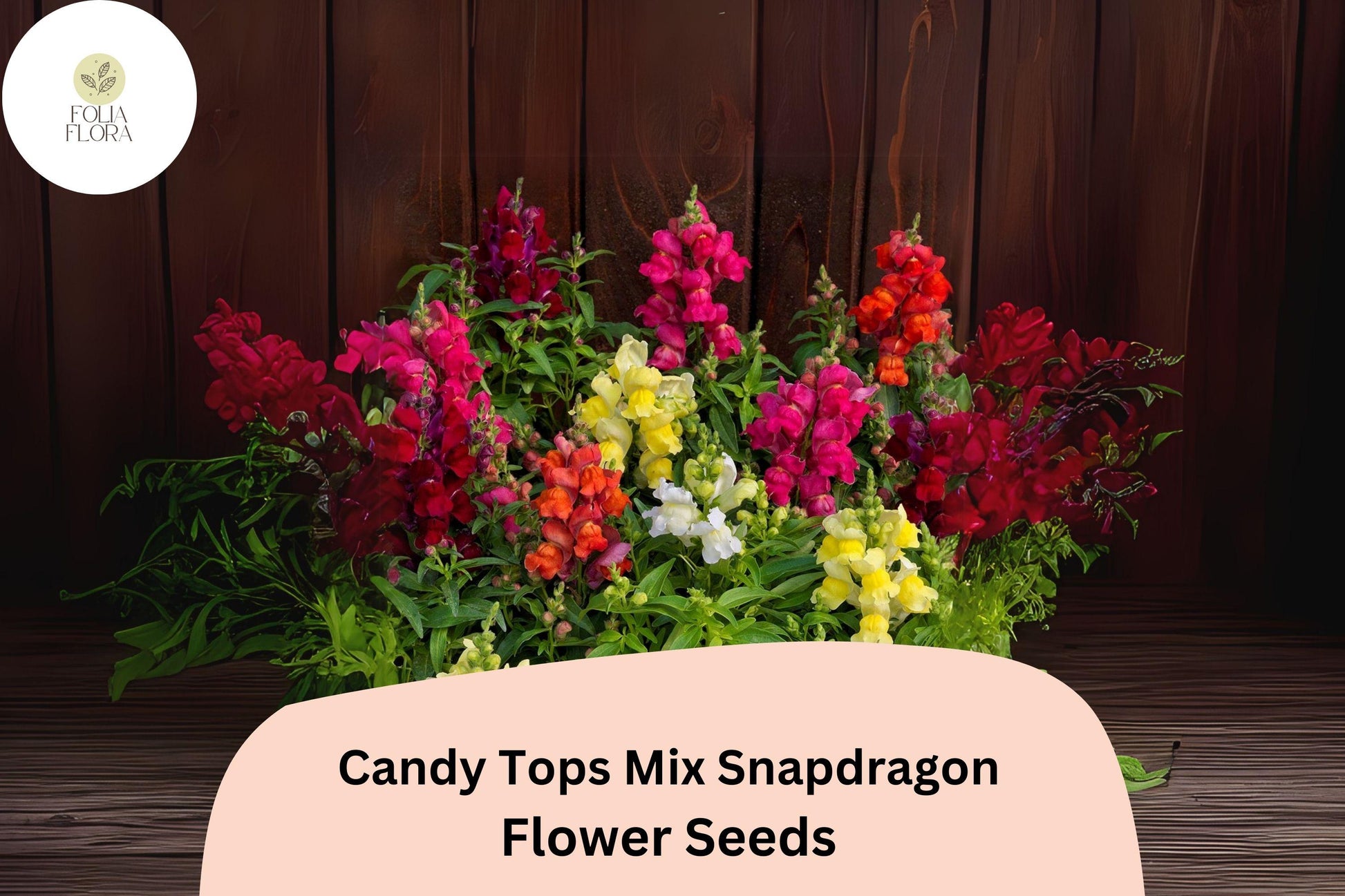 Candy Tops Snapdragon Seeds | 1000+ Seeds | Mixed Colors | Antirrhinum majus | Compact, Early-Blooming, Pollinator-Friendly