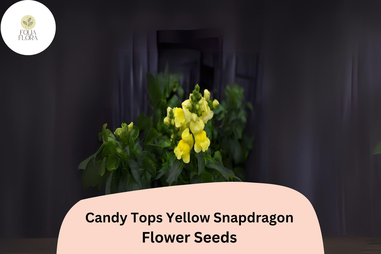 Candy Tops Yellow Snapdragon Seeds | 1000+ Dwarf Pollinator-Friendly Blooms | Antirrhinum majus | Bright Yellow Annual