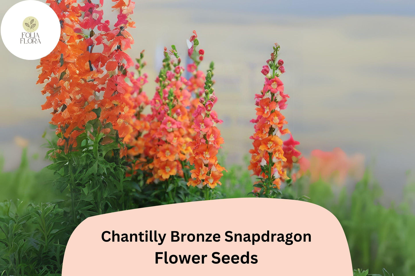 Chantilly Bronze Snapdragon Seeds | 1000+ Seeds | Tall Peach Orange Blooms | Antirrhinum majus | Pollinator-Friendly Garden Flowers